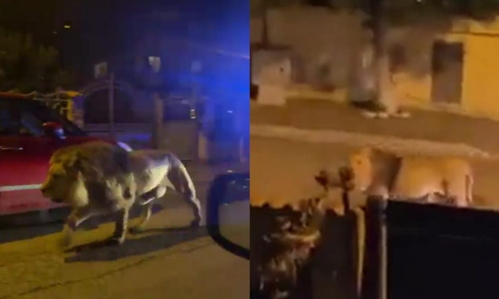 Se escapa un león del circo y consiguen capturarlo tras sedarlo