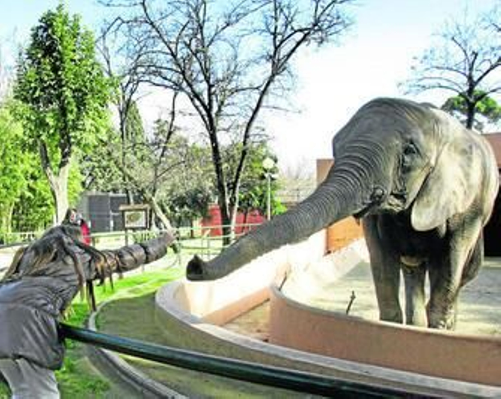 Una mujer da de comer a la elefante Buba, en una imagen retrospectiva.
