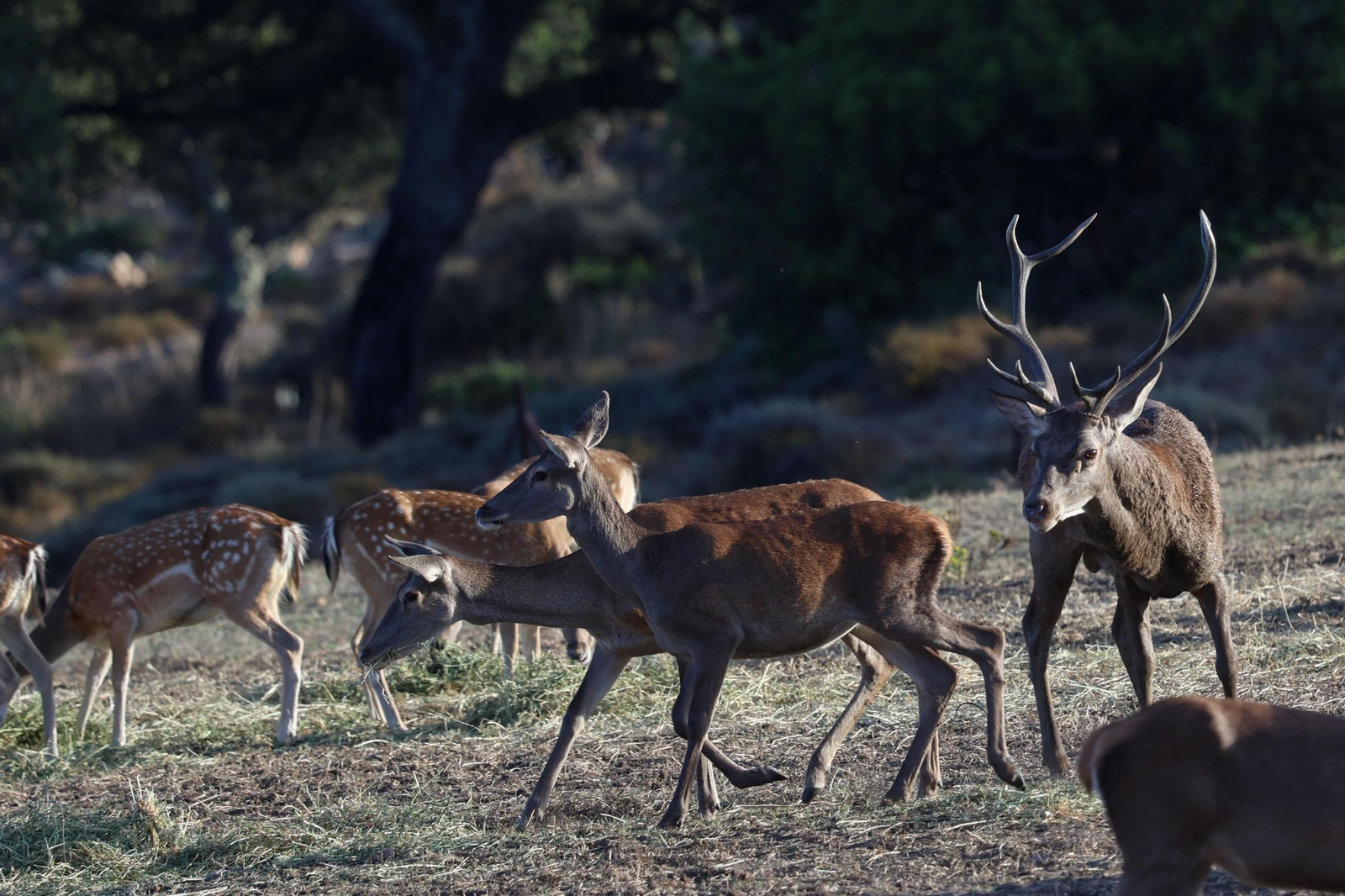 Fotos de la berrea en el Parque natural de Los Alcornocales