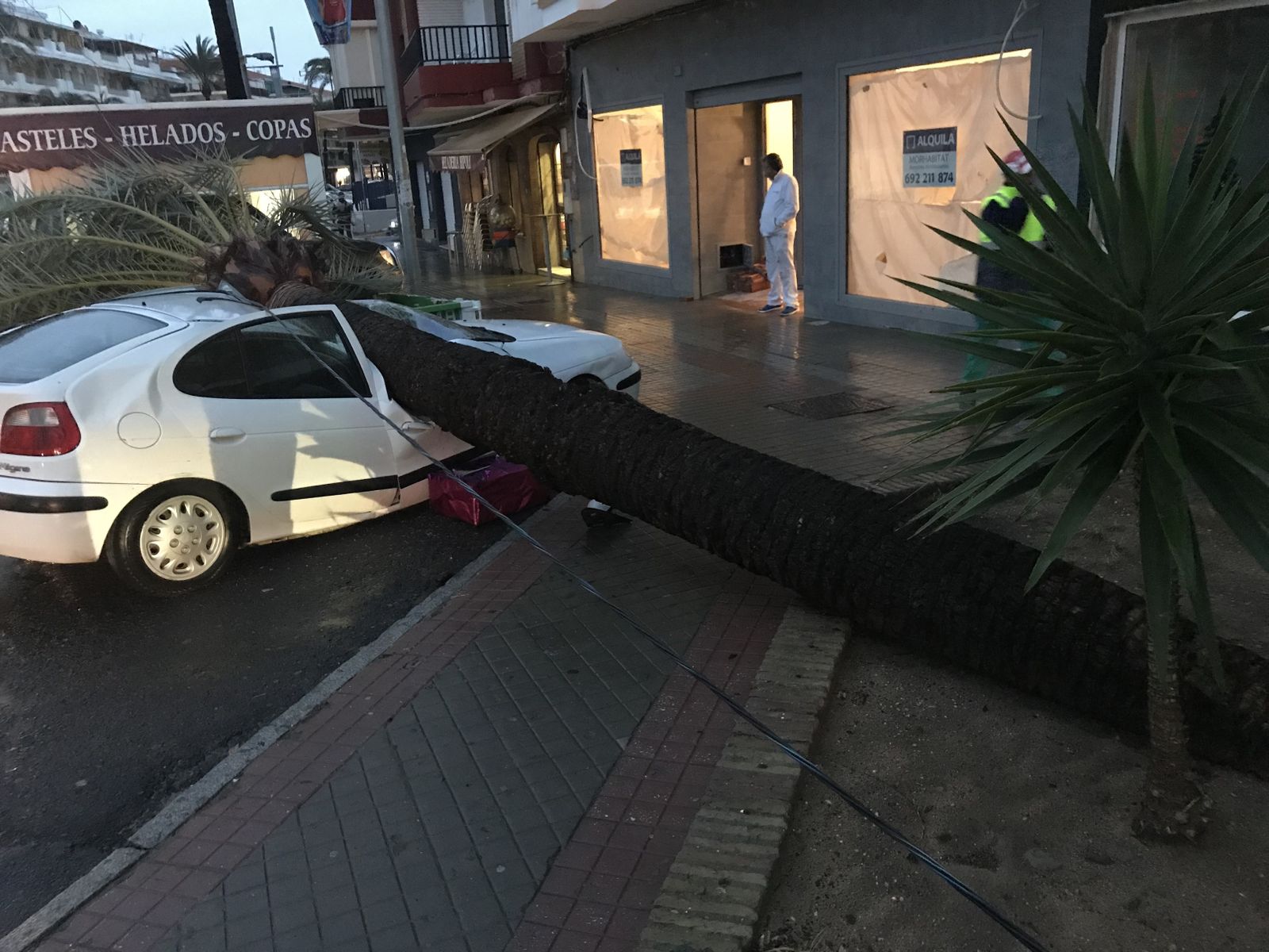 Palmera caída sobre un vehículo en la Avenida de Andalucía de Punta Umbría