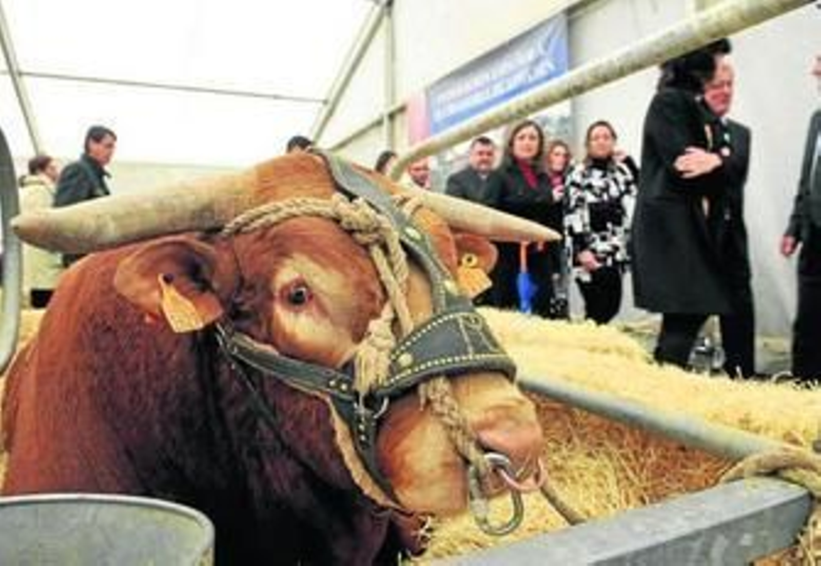 Un semental, en uno de los cerrados de la Feria Agroganadera.