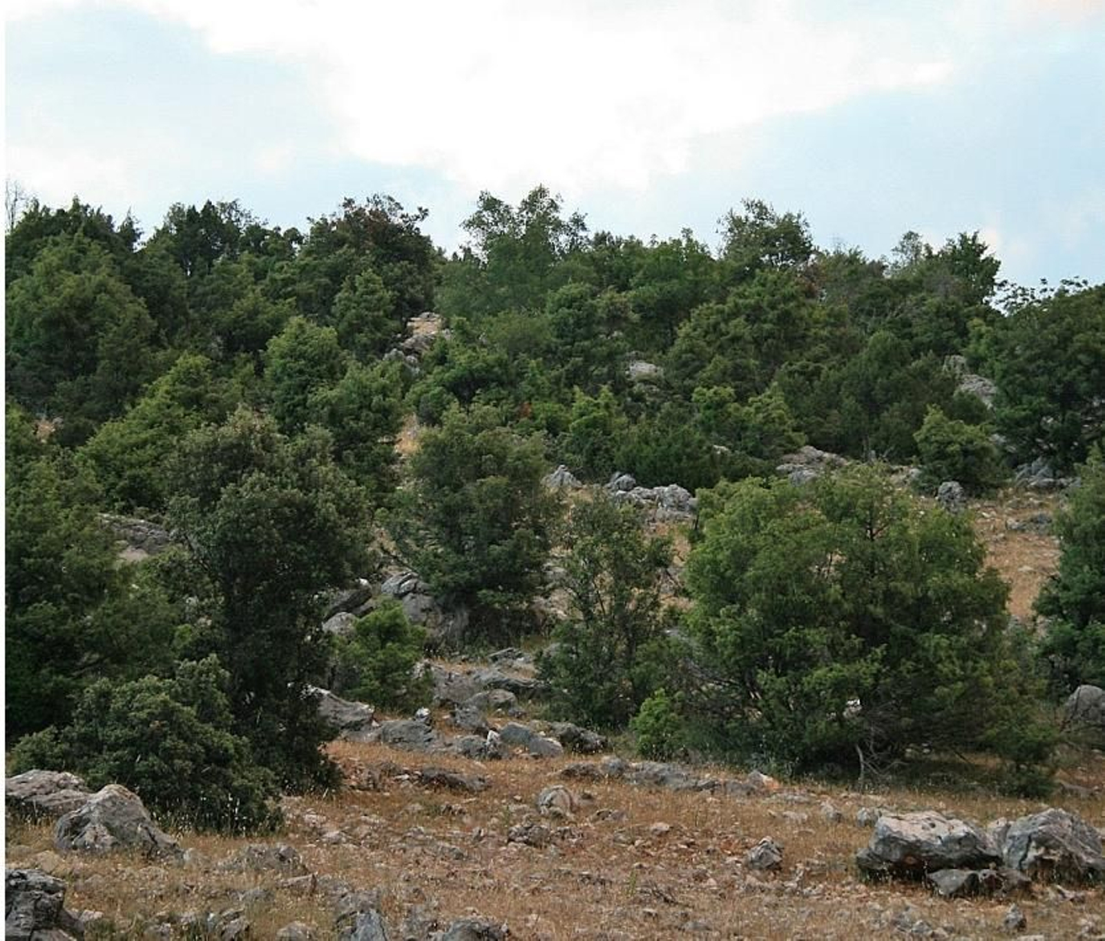 Sabinares de Sabina Mora en Cazorla.