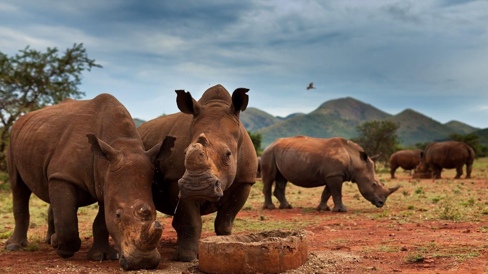 Disminuye la caza furtiva de rinocerontes en Sudáfrica