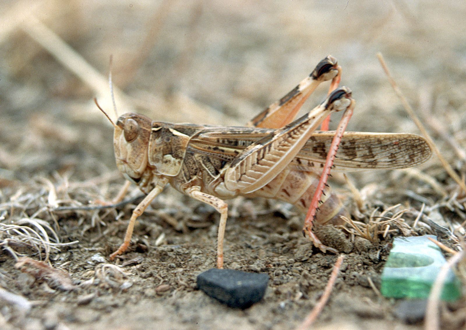 La investigación se desarrolla con distintas especies de insectos.