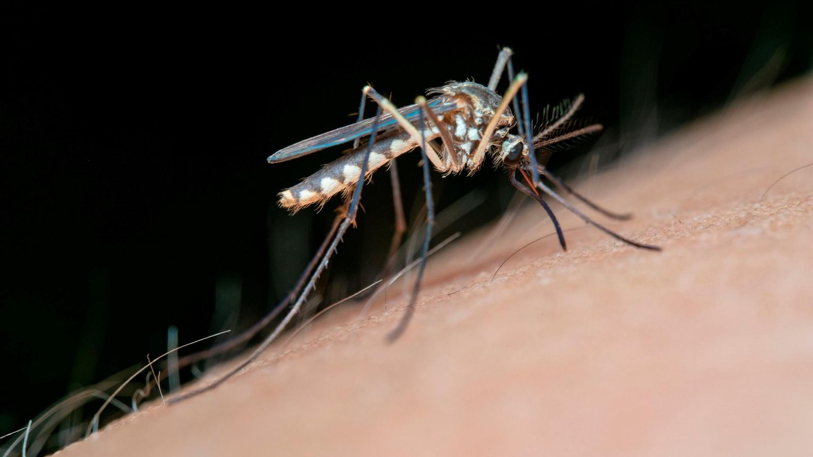 Mosquito transmisor del Virus del Nilo Occidental.
