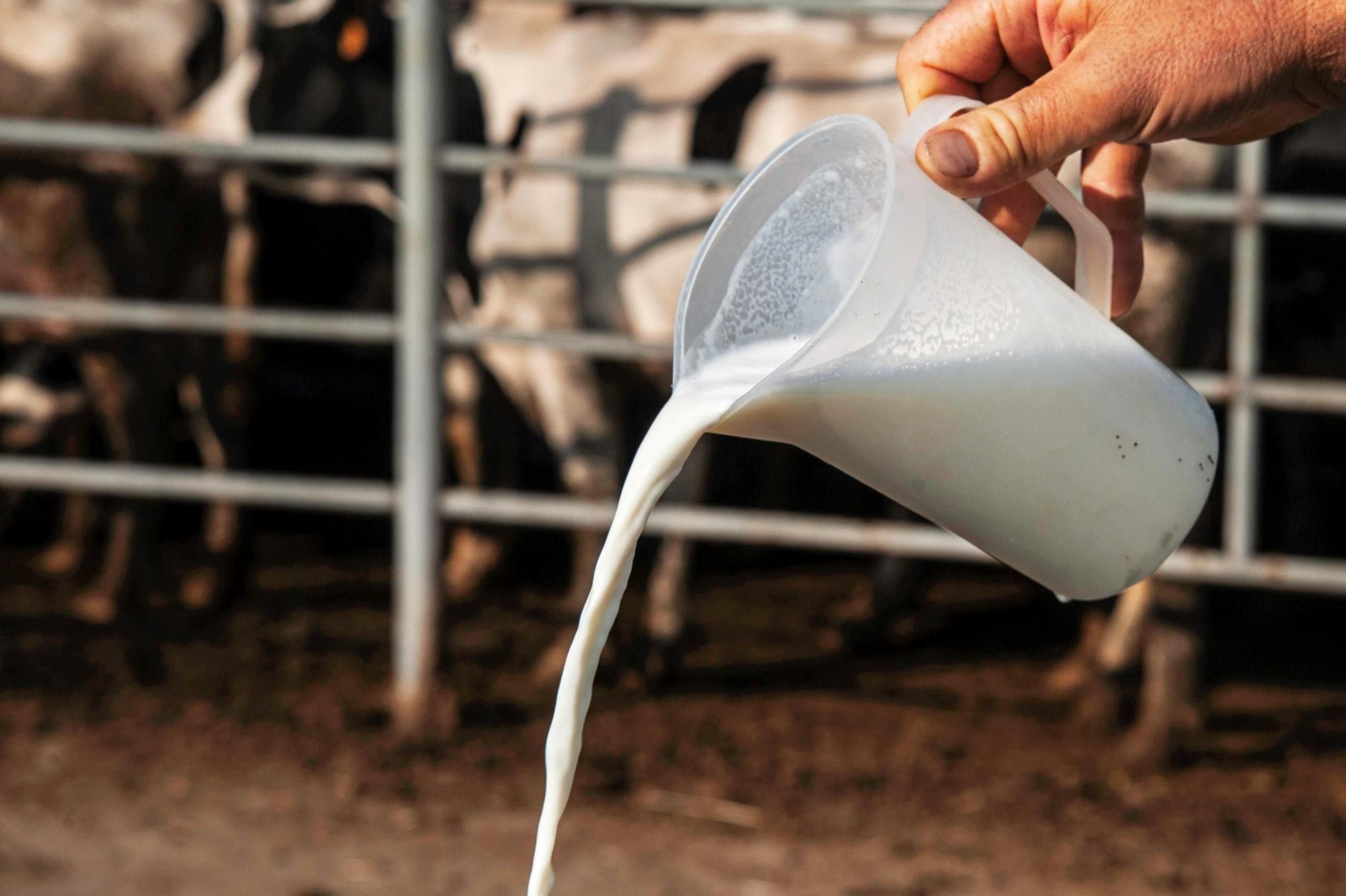 Jarra de leche cruda de vaca.