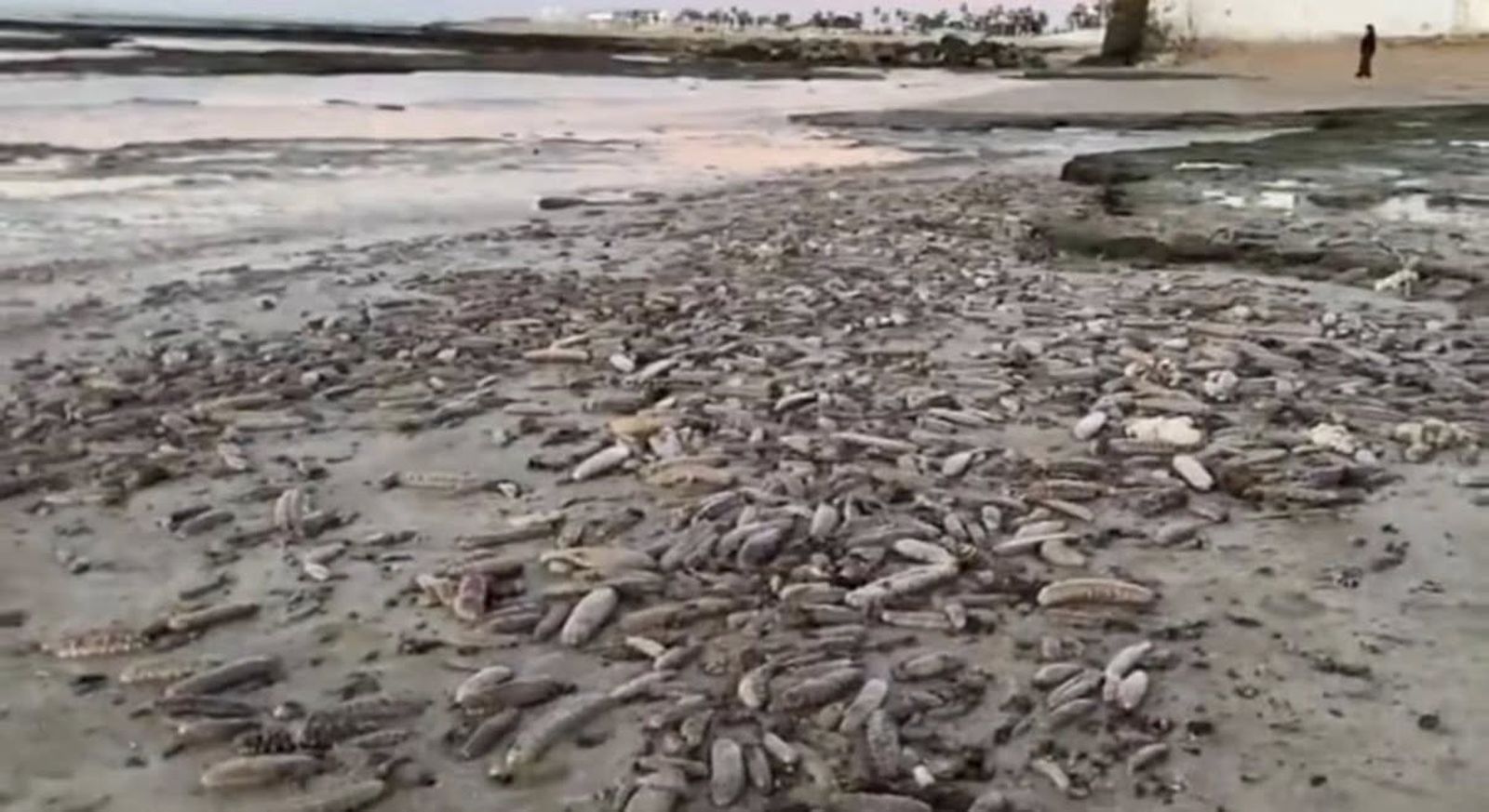 Ejemplares de holoturias muertas en la costa de Chipiona.