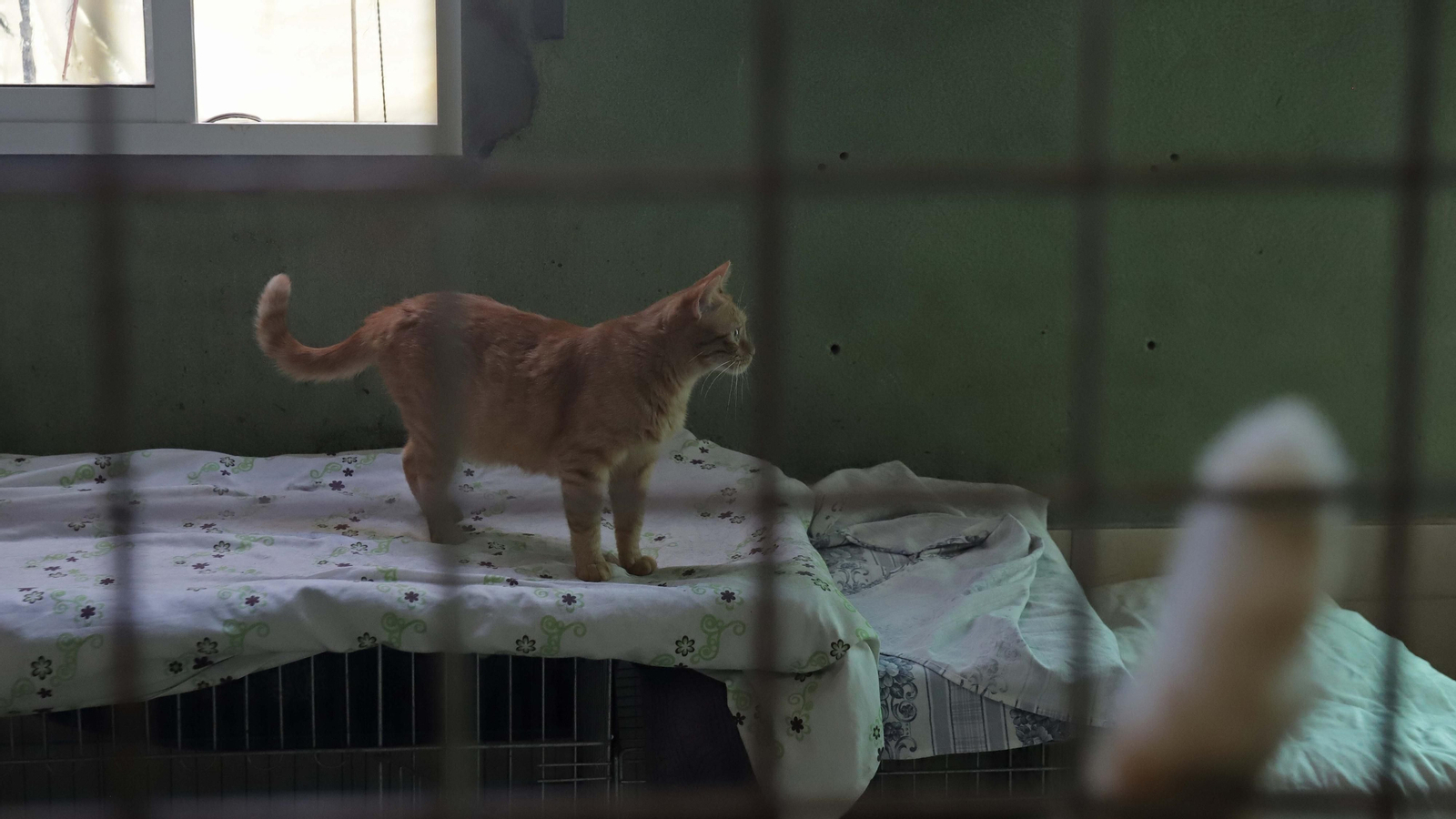 Fotos de la Protectora de Animales y Plantas de Algeciras