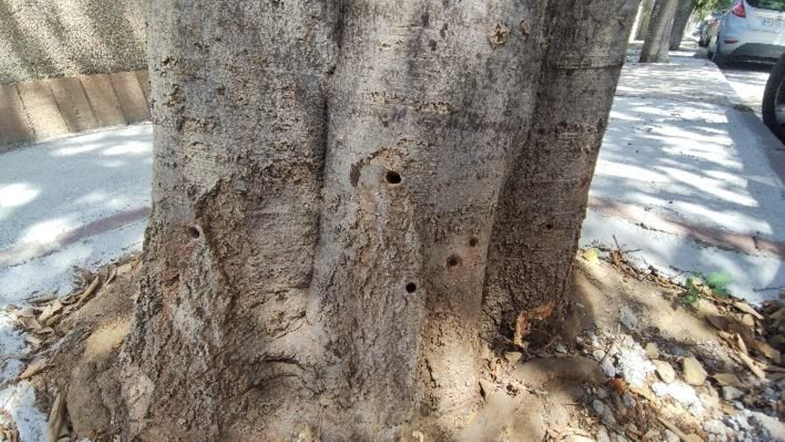 Ecologistas en Acción denuncian que en estos boquetes han podido inyectar algún producto para secar el árbol. Ecologistas en Acción denuncian que en estos boquetes han podido inyectar algún producto para secar el árbol.