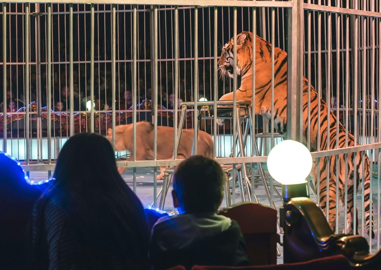 Piden al Gobierno que prohíba por ley los circos con animales en toda España