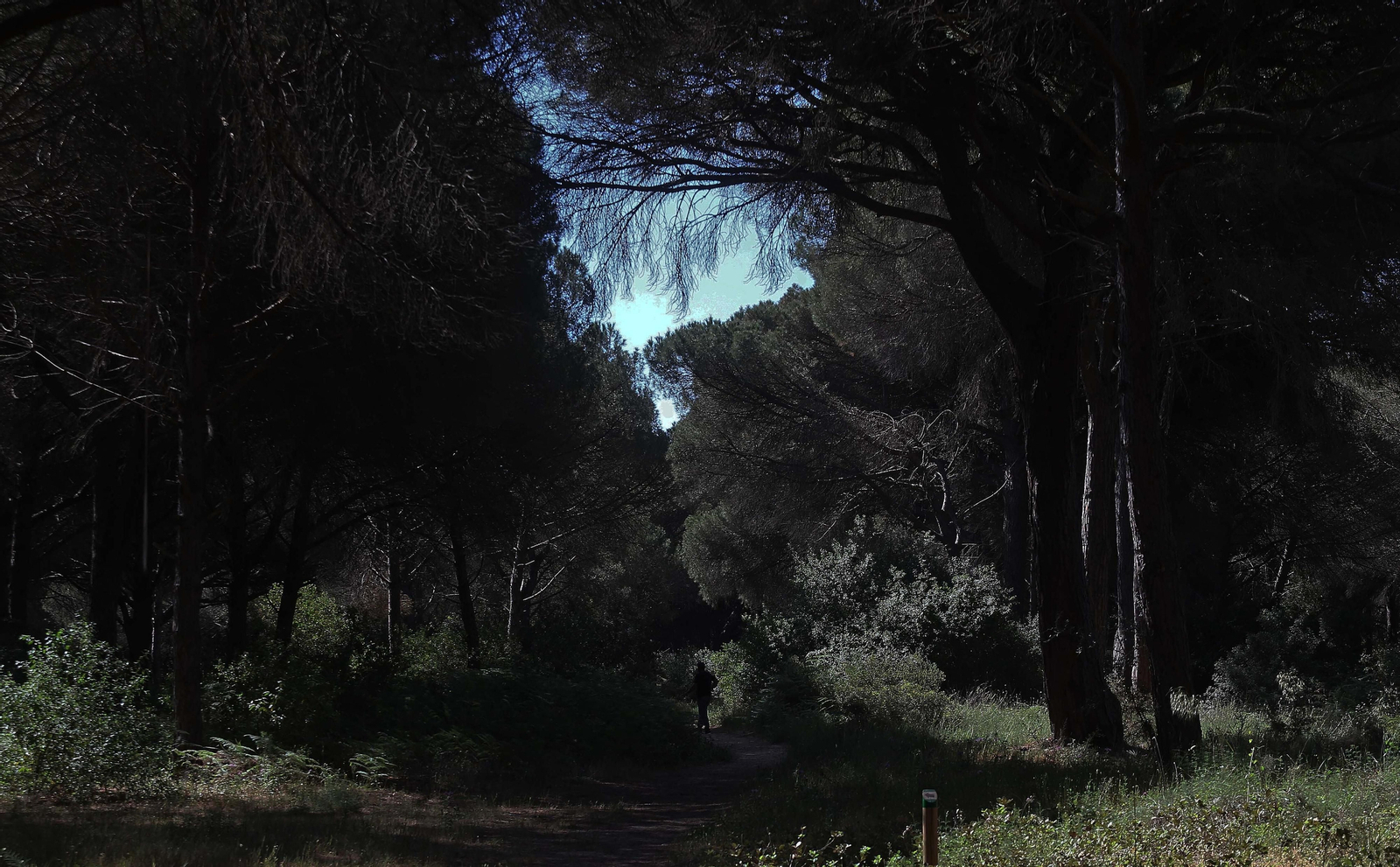 El Pinar del Rey de San Roque, en imágenes
