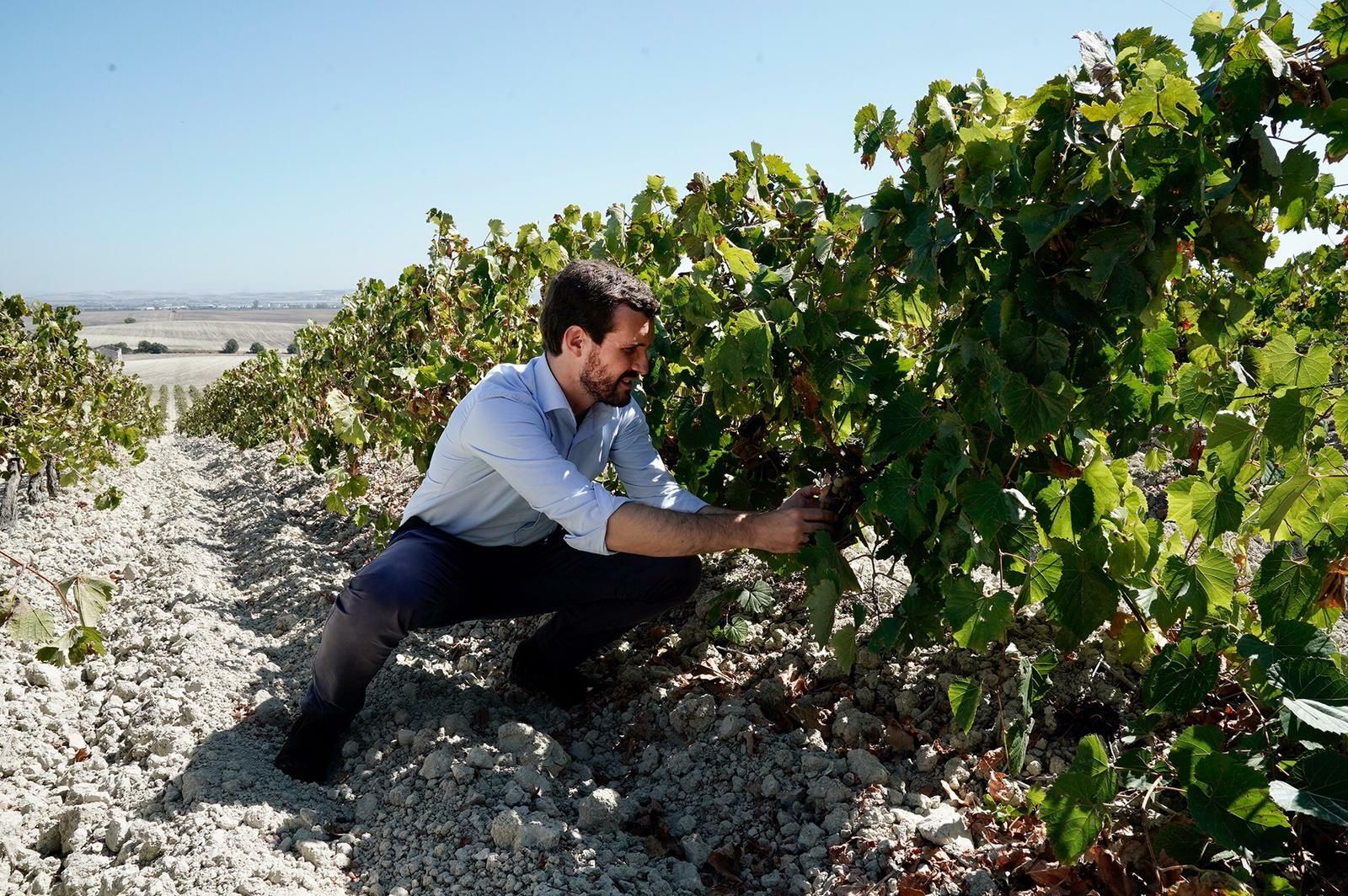 Pablo Casado, este viernes en una viña de Jerez.