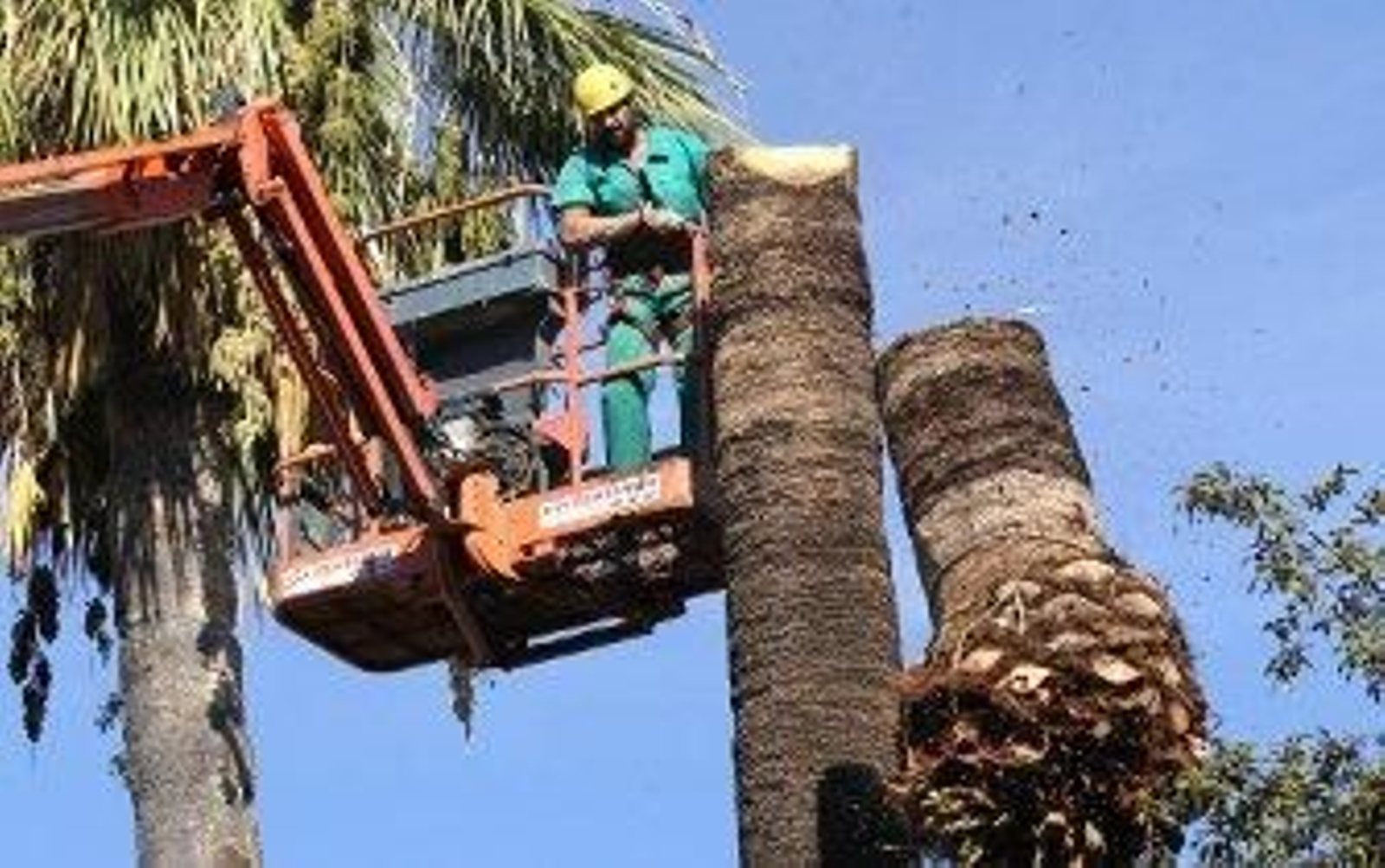 Retiran las palmeras afectadas por la plaga del picudo rojo