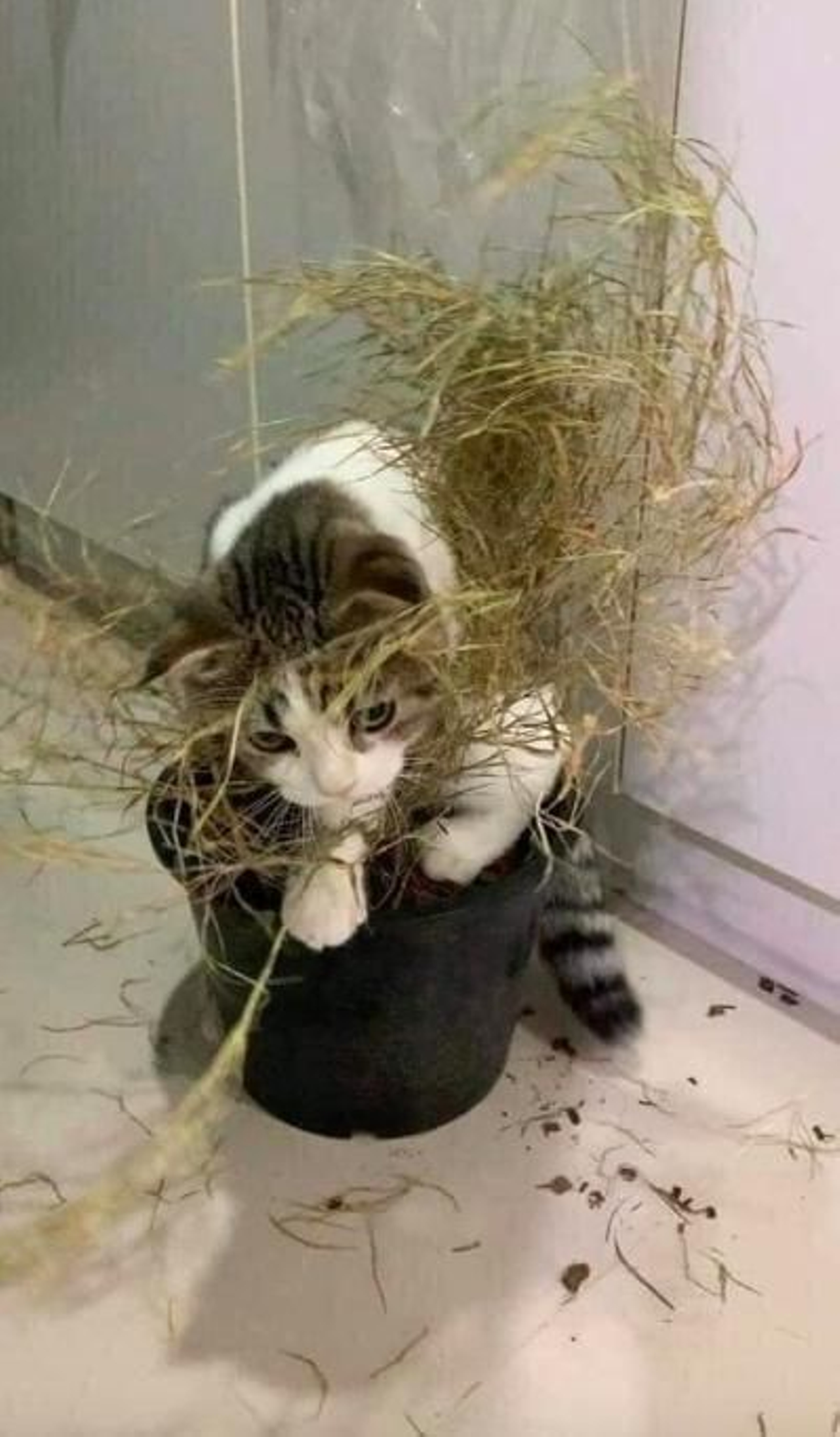 Enemigo de las plantas