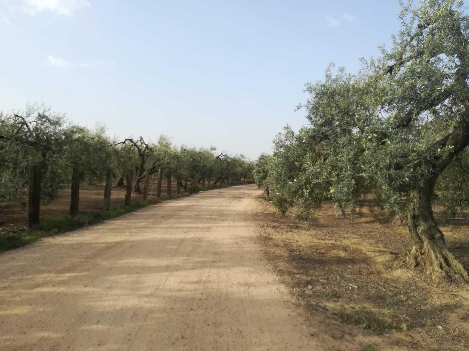 Fotos de la ruta Umbrete-Ermita de Cuatrovitas