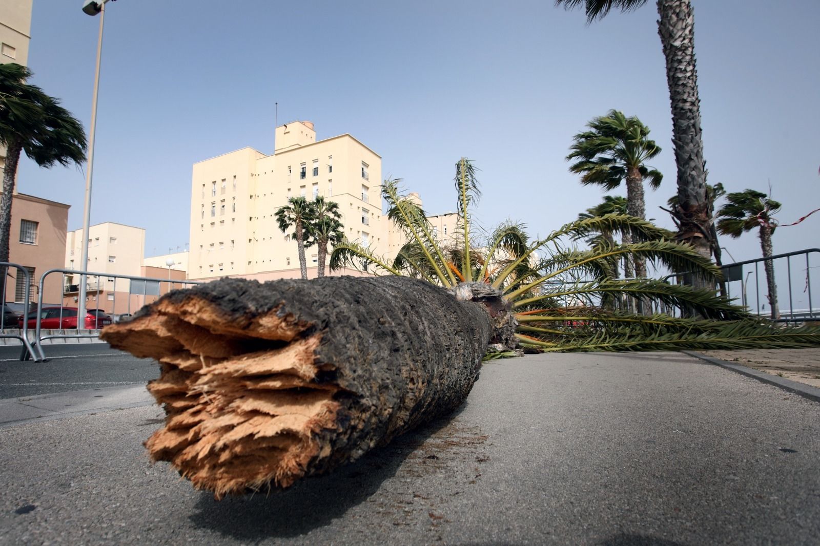 Una palmera caída por el fuerte viento en Cádiz.