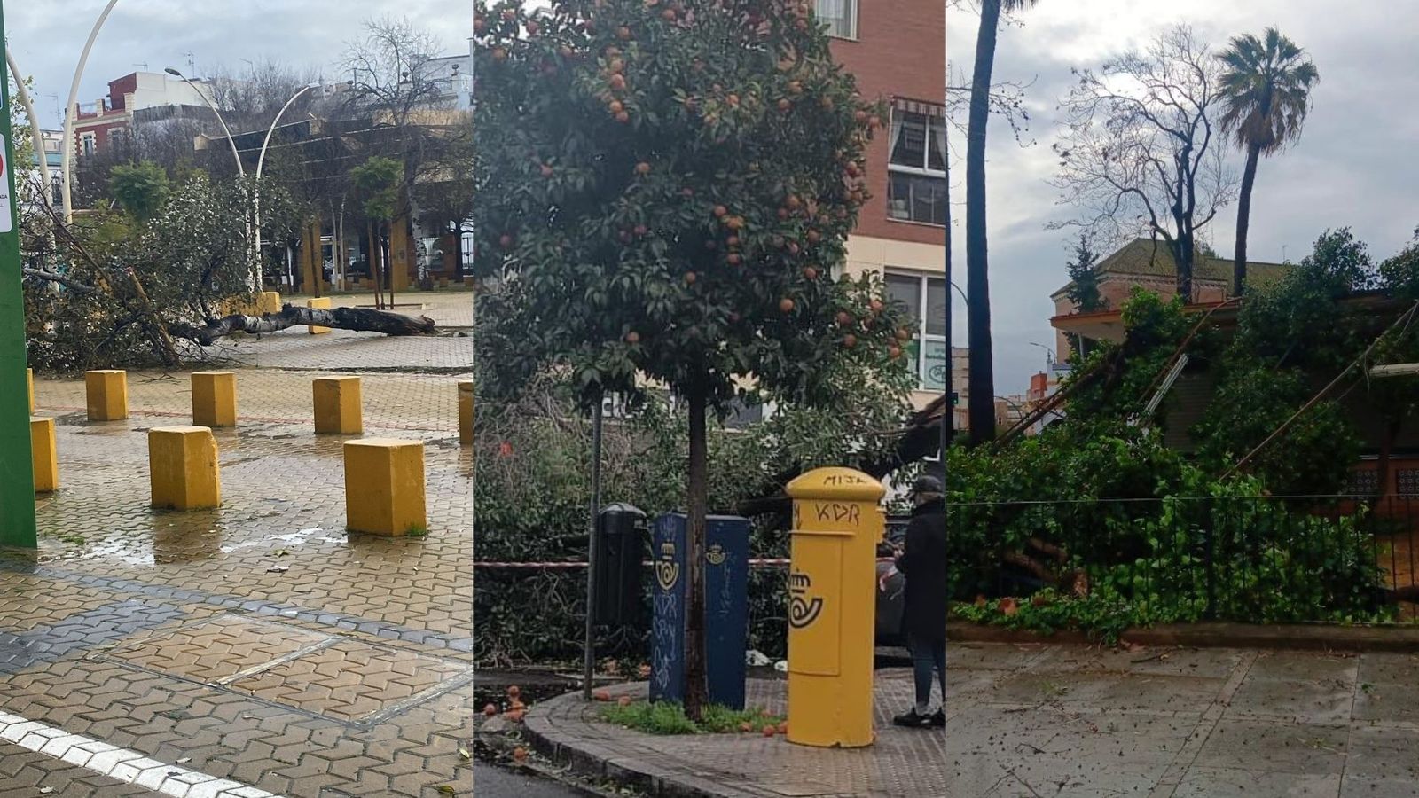 Árboles caídos en la Alameda de Hércules (i), la calle San Juan de la Salle (c) y Muñoz León (d)