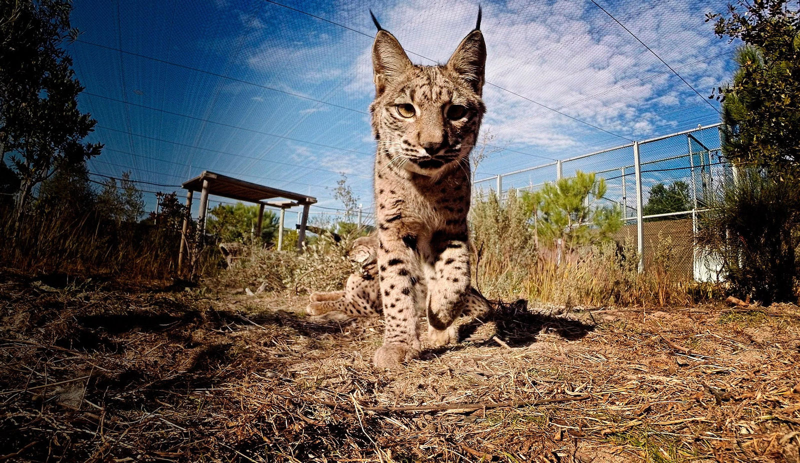 Un ejemplar de lince en Andalucía.