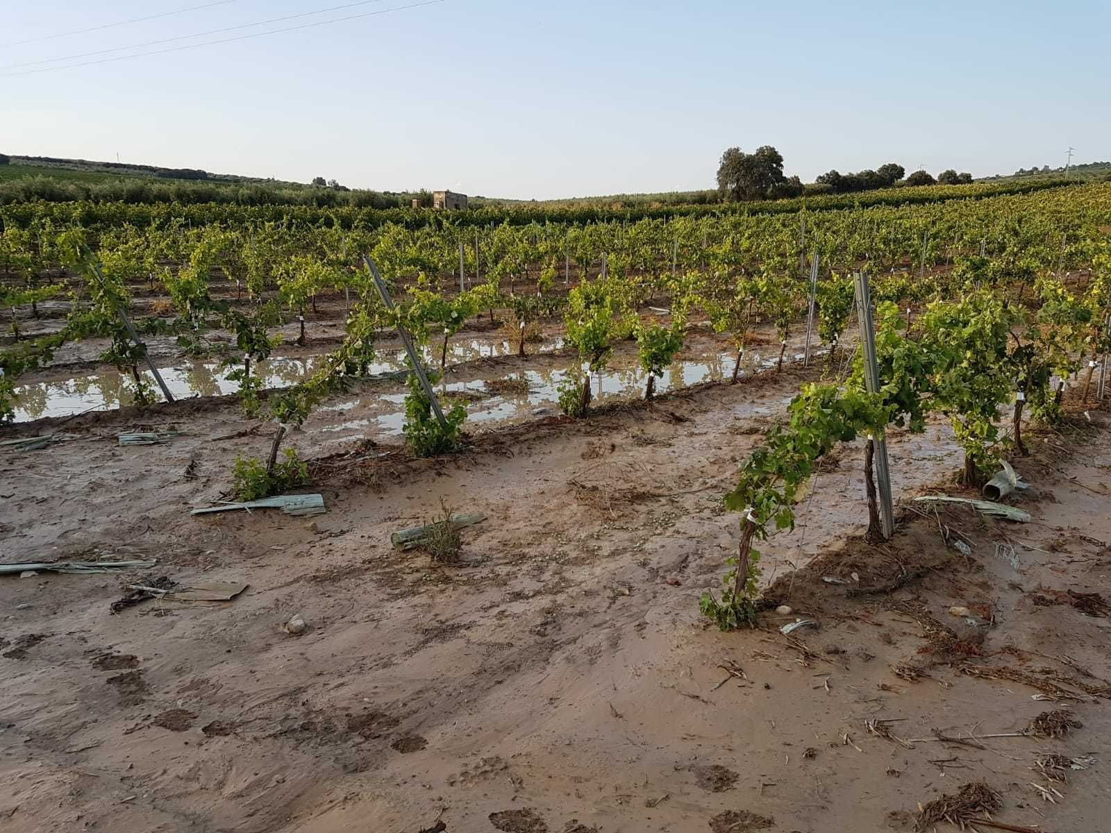 Daños en una viña de la Sierra.