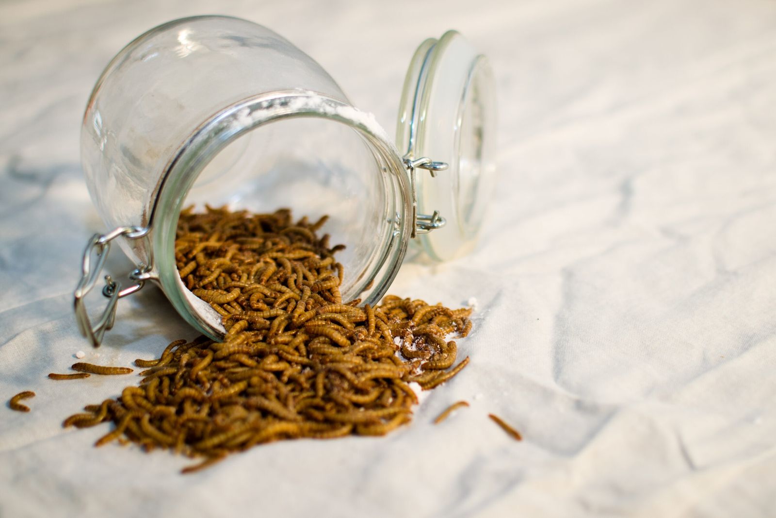 El gusano de la harina tiene grandes propiedades preventivas.