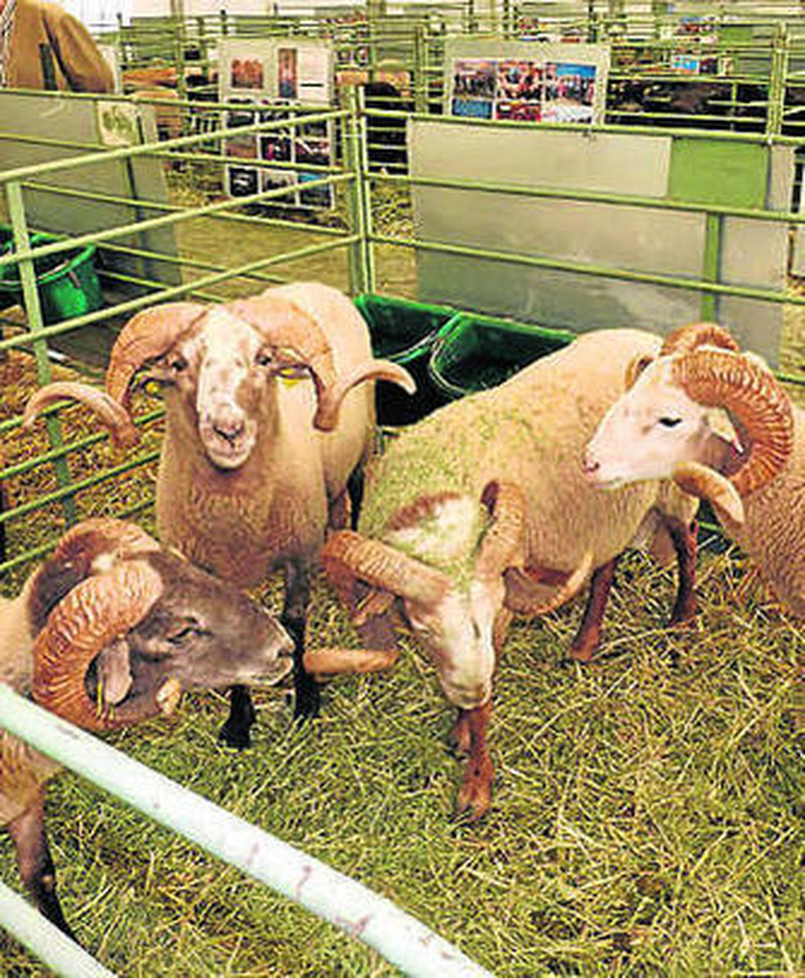 La oveja lojeña, cada vez más visible.