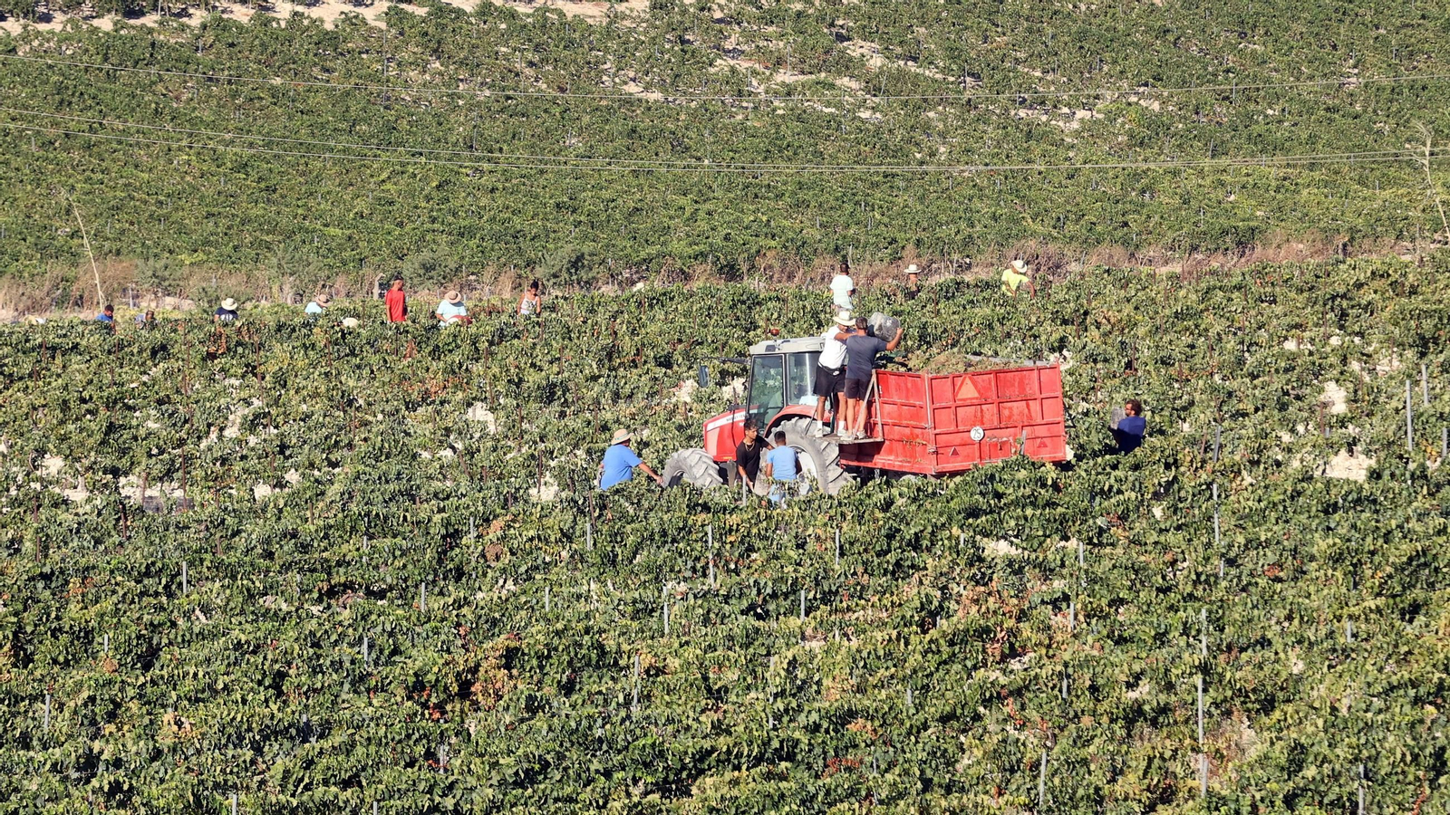 Vendimia a mano en la Viña El Caribe en Jerez