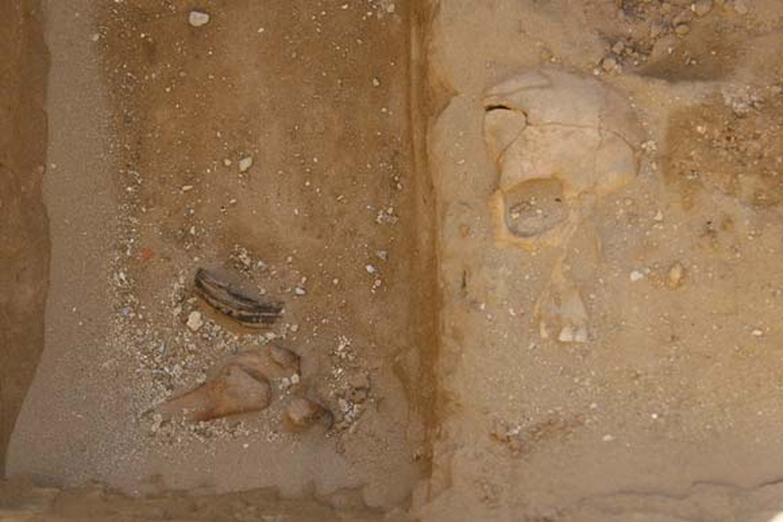 Hallan en Puerto Real una fosa con restos de más de cien fusilados durante la Guerra Civil

Foto: Borja Benjumeda