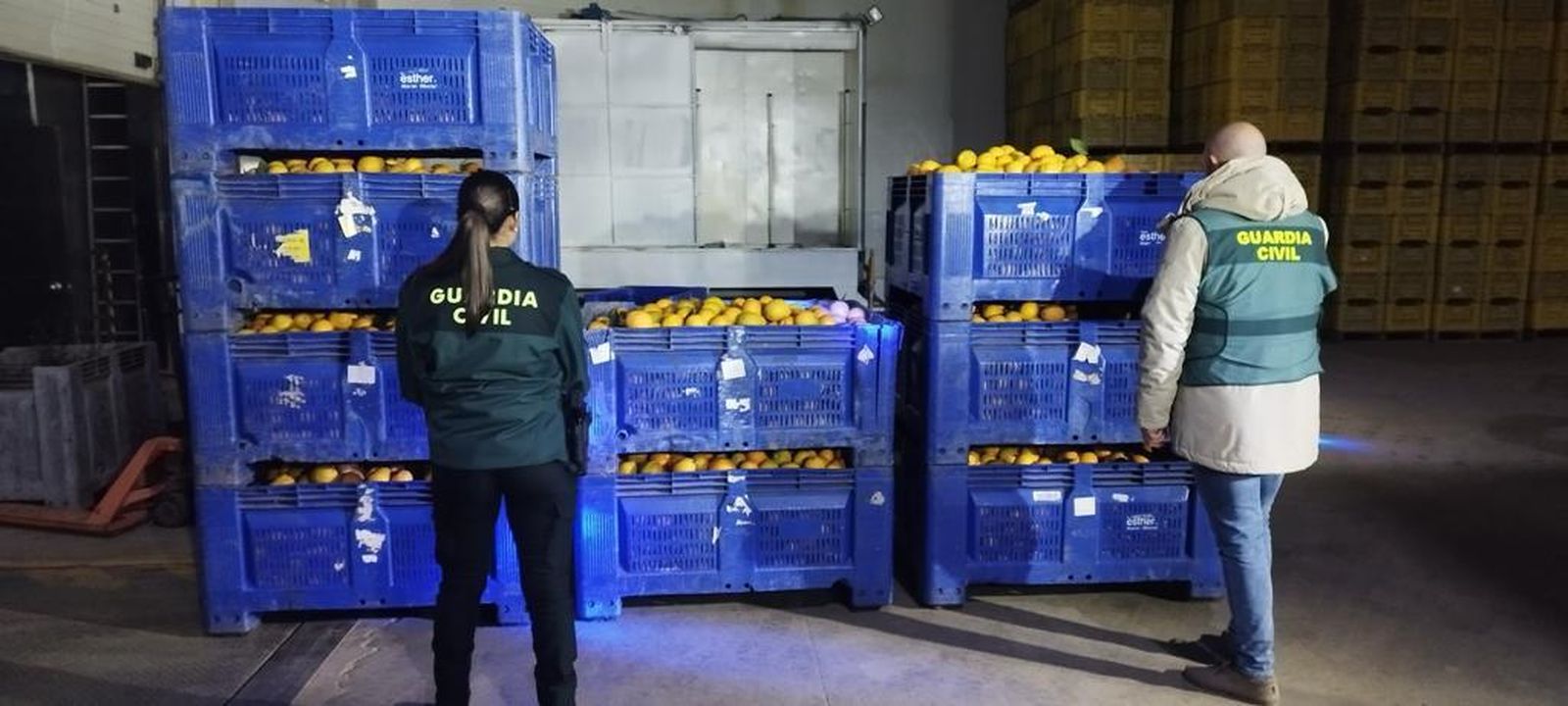 Ocho investigados por robar 2.000 kilos de naranjas de una finca en Zalamea la Real