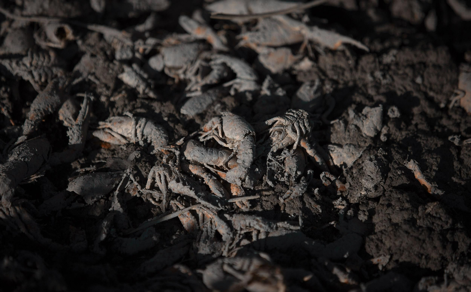 La ruta del arroz, en imágenes