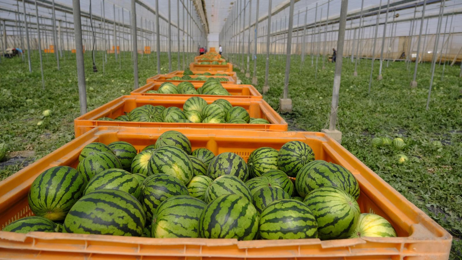 Imágenes de las primeras sandías que salen de Almería esta campaña