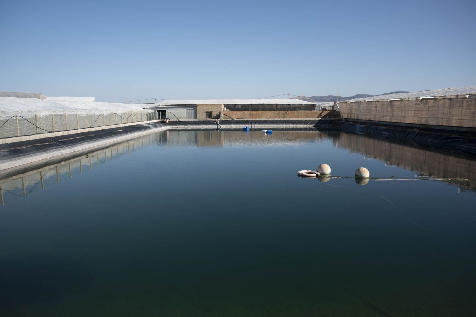 La primavera se planta en invierno entre sandías y tomates almerienses