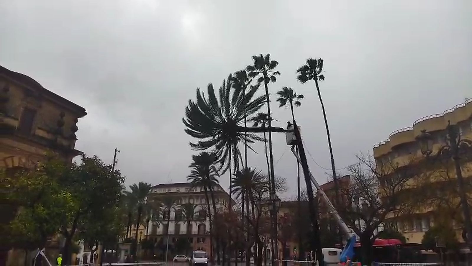 Así ha sido la tala de una palmera de gran altura y con riesgo de caída en el centro de Jerez