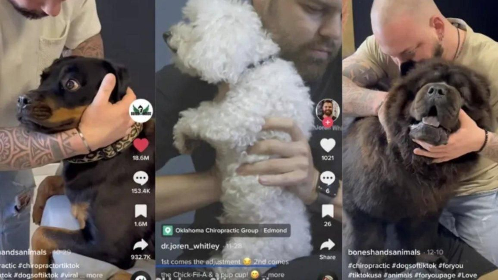 Un quiropráctico de animales se viraliza al mostrar la cara de los perros al realizar ajustes en sus cuerpos Un quiropráctico de animales se viraliza al mostrar la cara de los perros al realizar ajustes en sus cuerpos