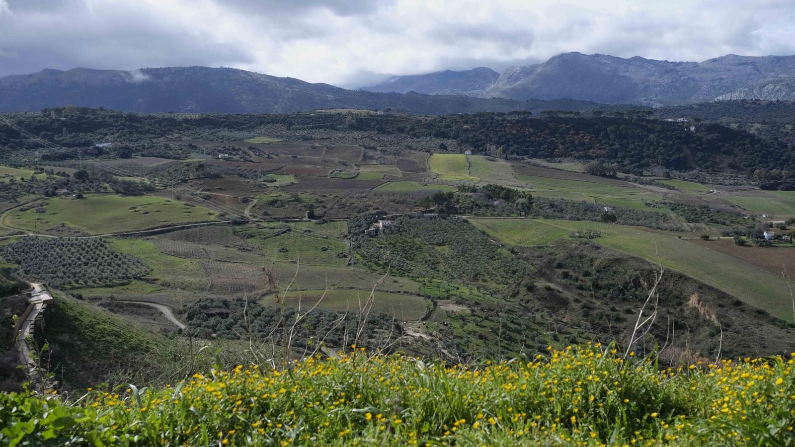 Paisaje verde y flores tras las lluvias. Paisaje verde y flores tras las lluvias.