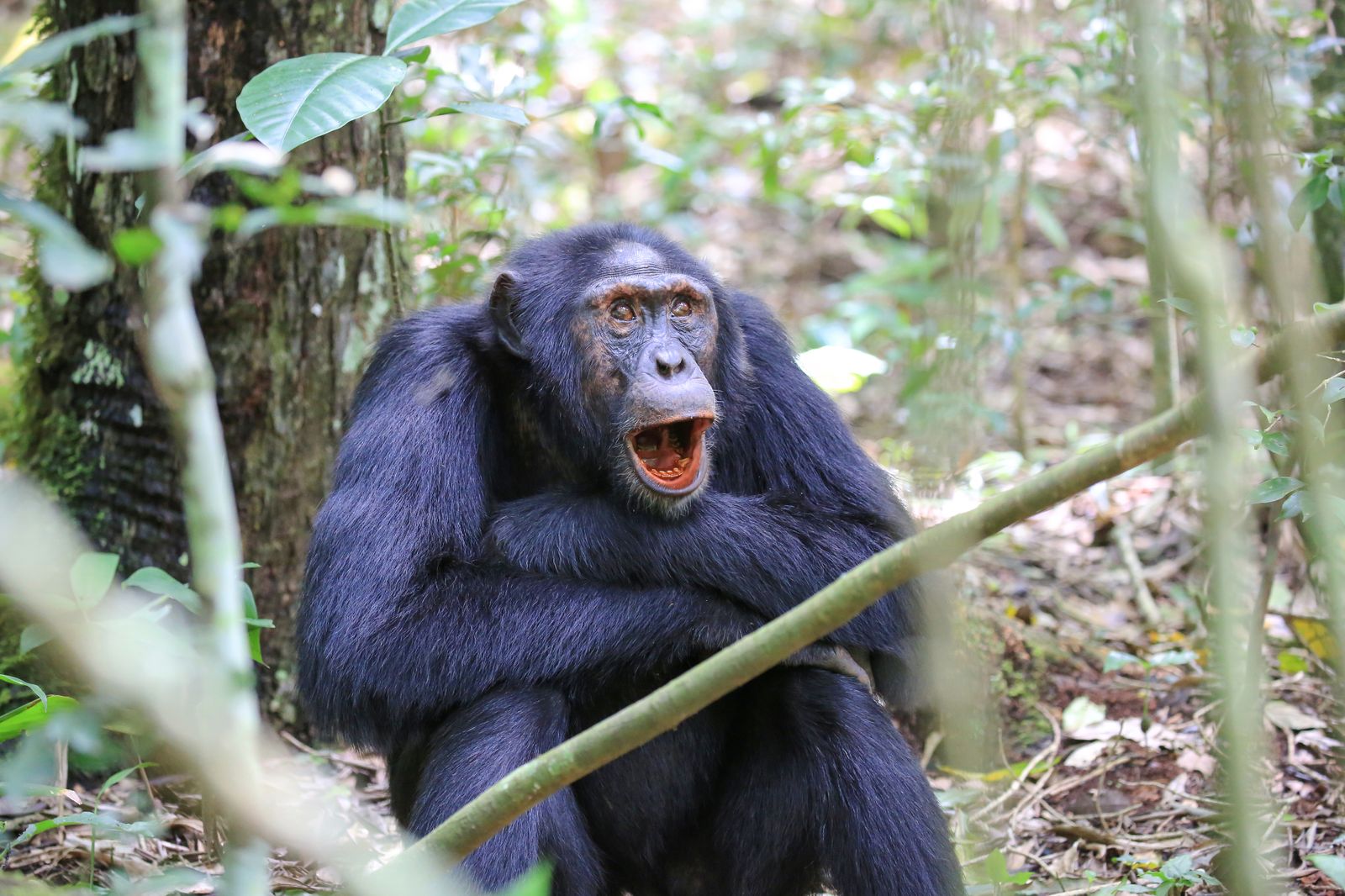 Debemos cuidar la salud de los animales y el planeta para preservar la nuestra