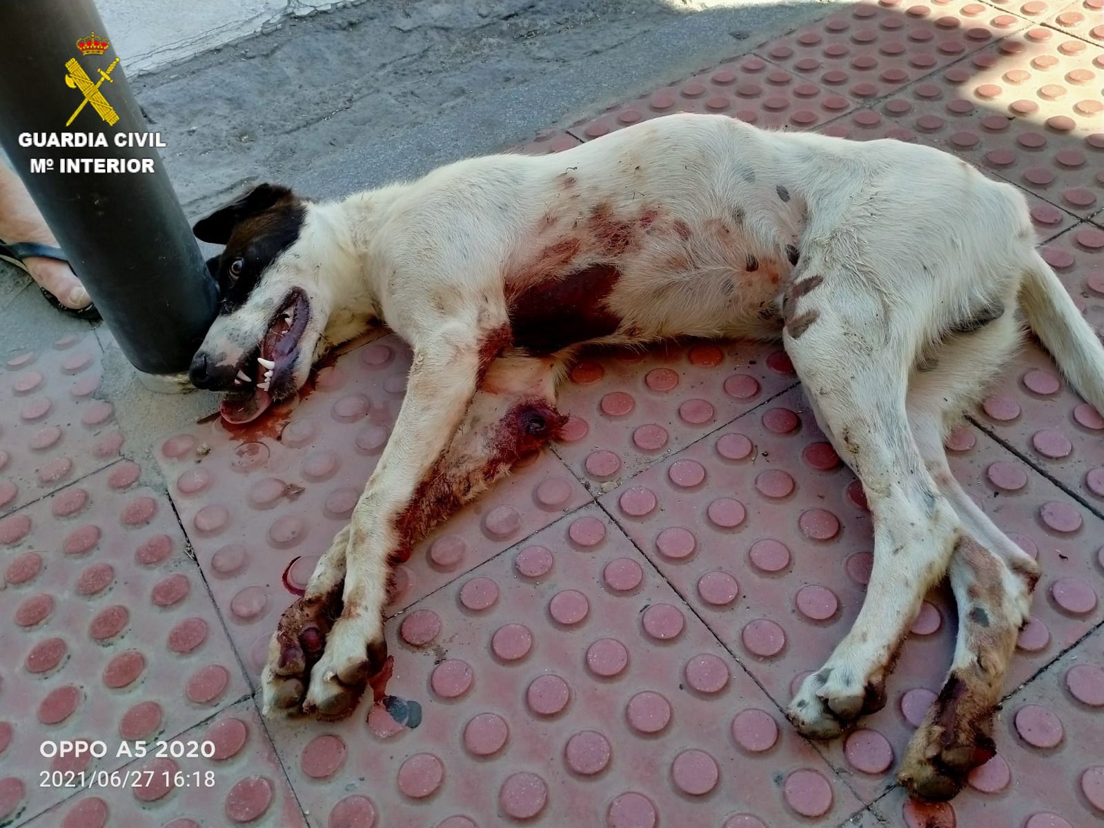 Imagen facilitada por  la Guardia Civil.