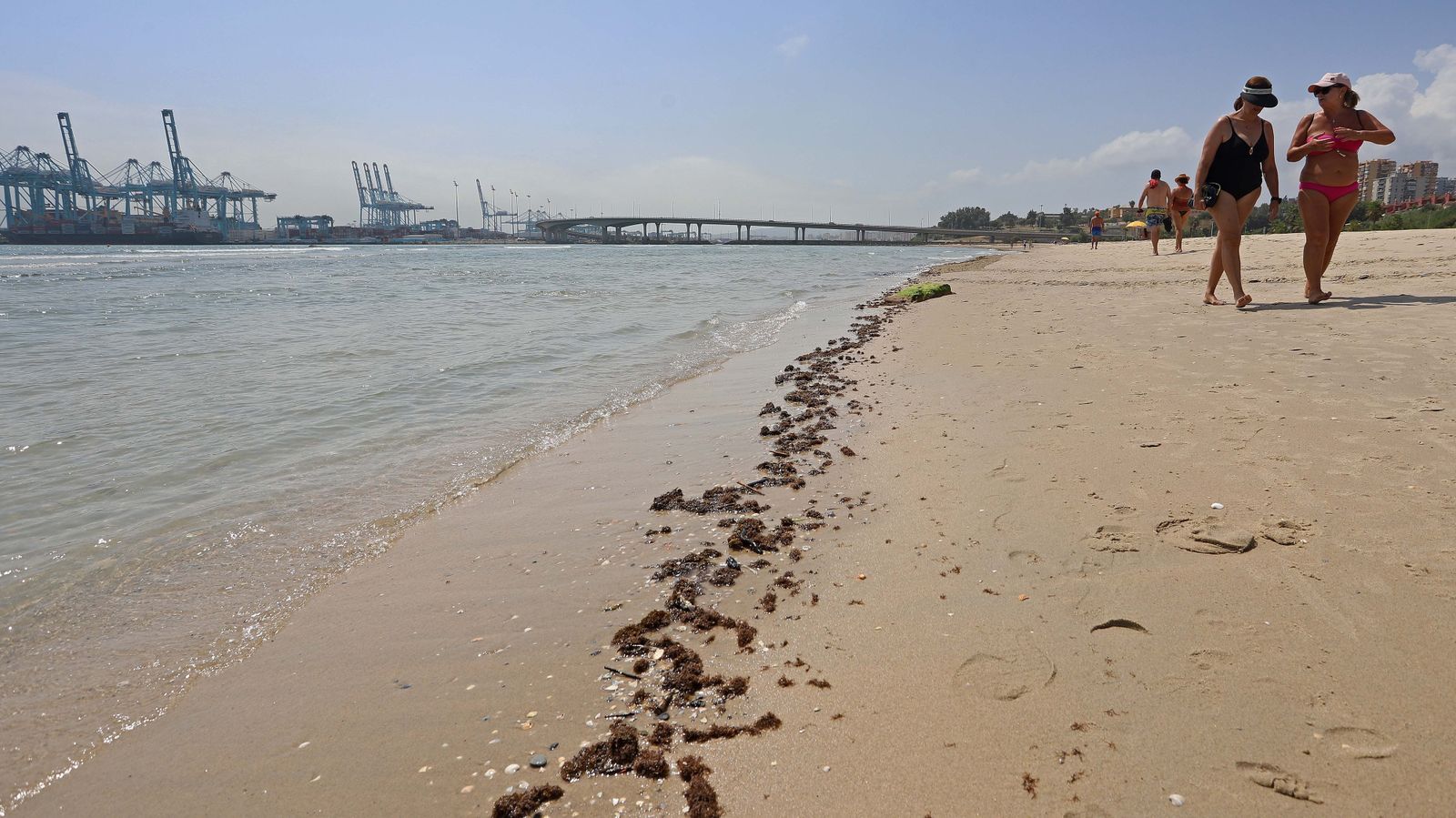 Fotos del alga invasora en El Rinconcillo