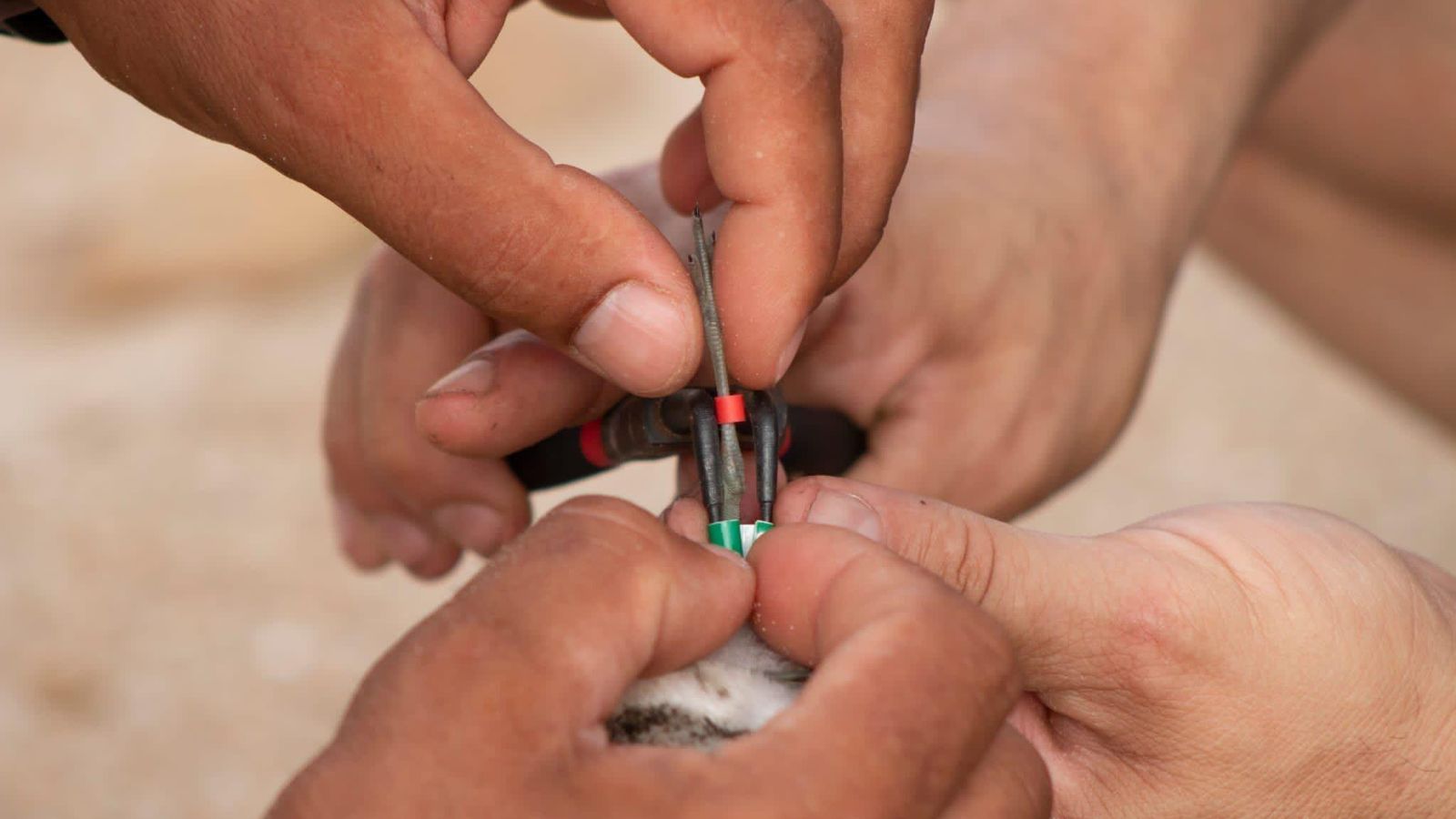 Un momento del anillamiento de uno de los pollos.