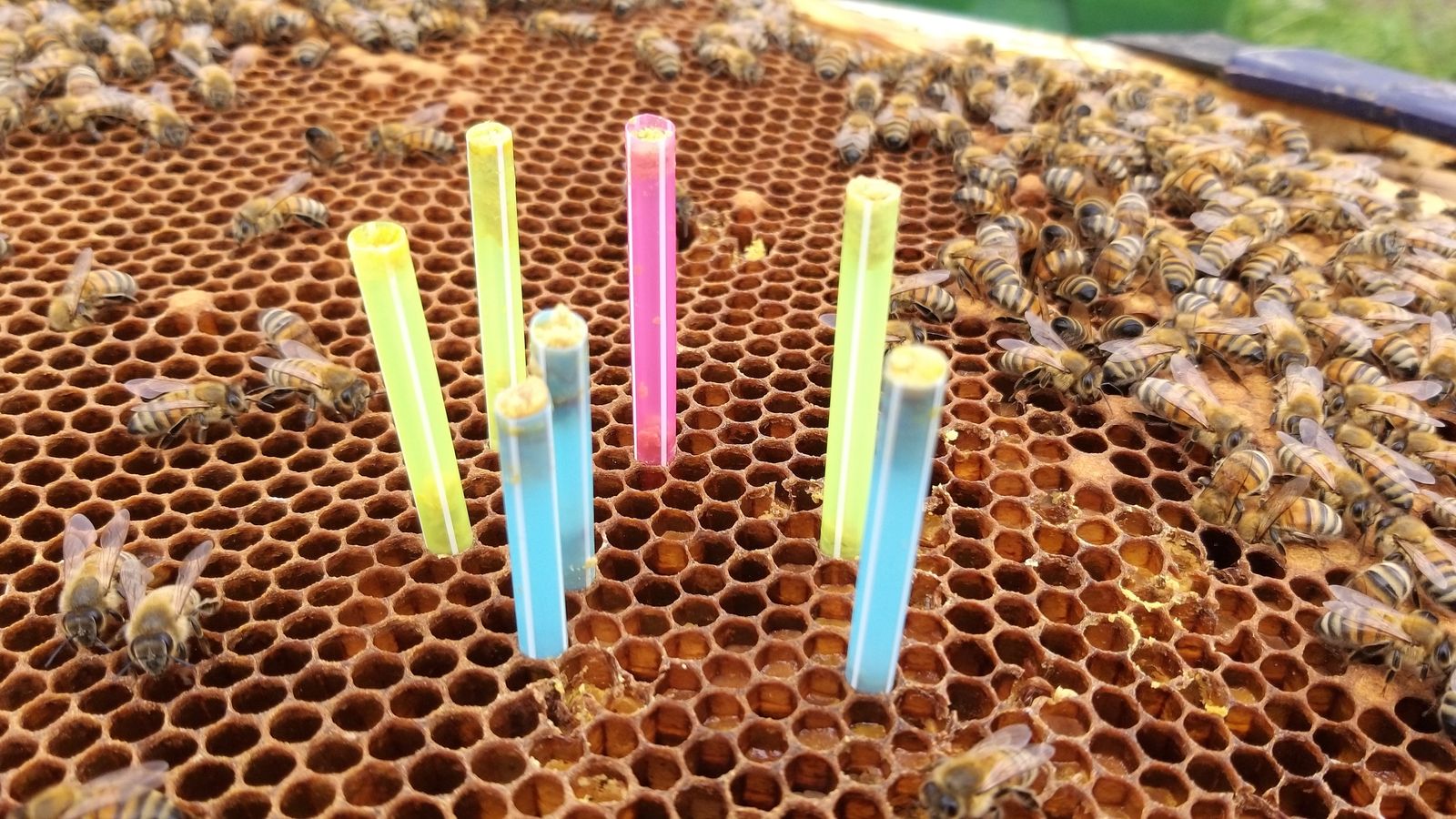 Muestreo de la colmena.