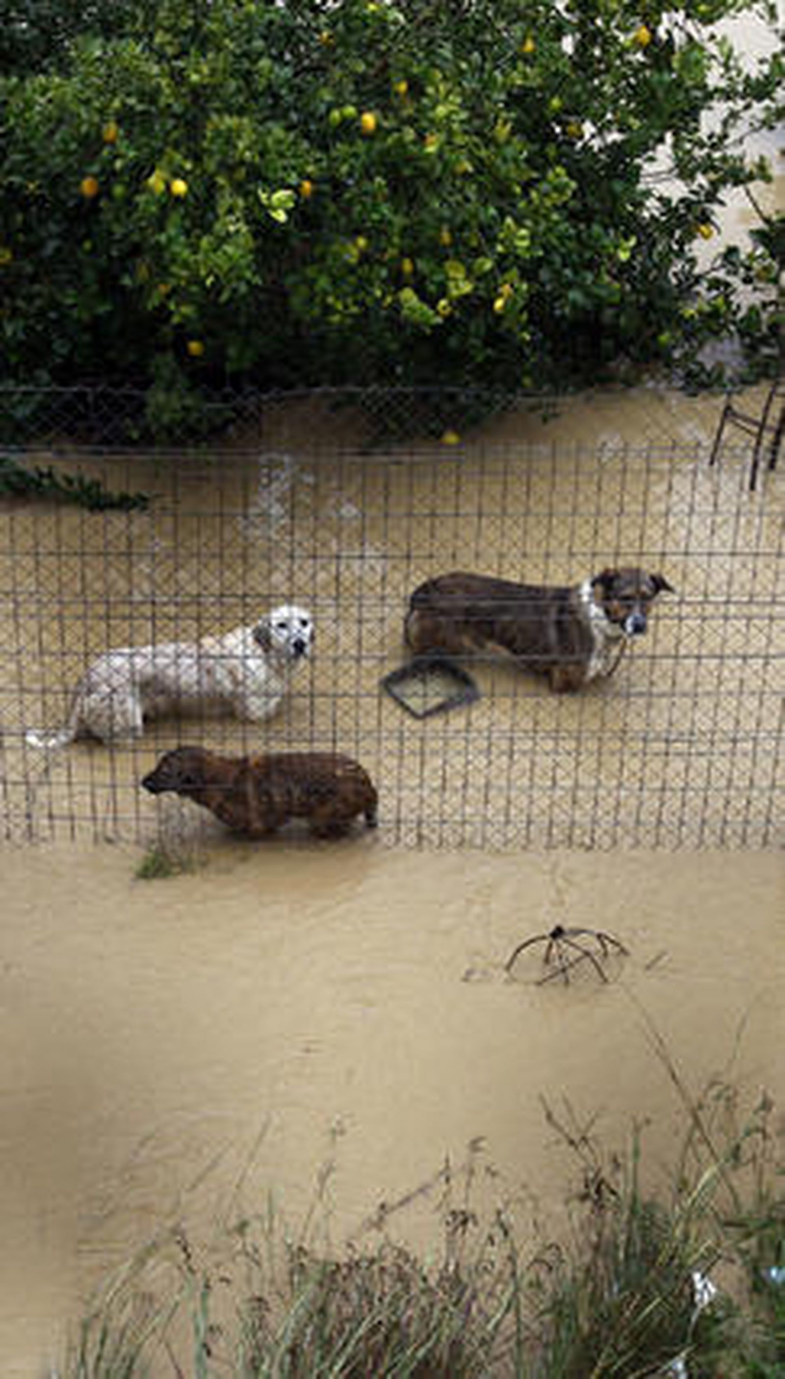 Animales atrapados por las inundaciones en el valle del Guadalhorce.

Foto: Migue Fernández, Sergio Camacho, Agencias