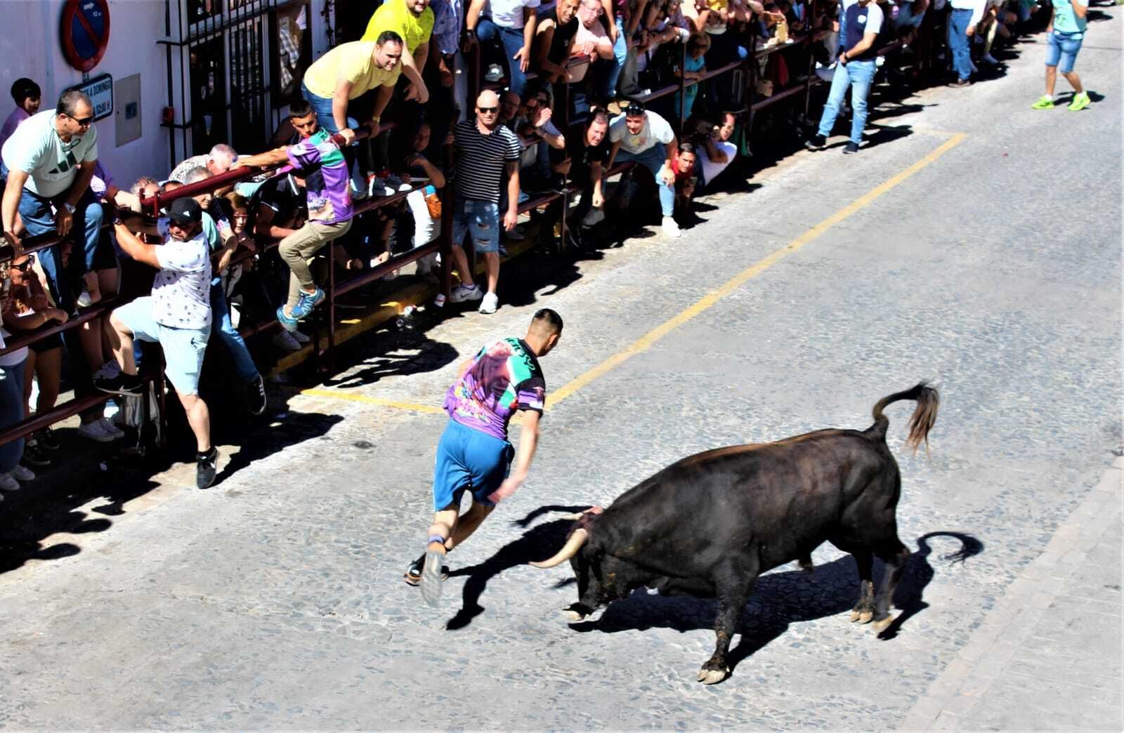 Las imágenes de la celebración del Toro del Aleluya en Arcos 2024