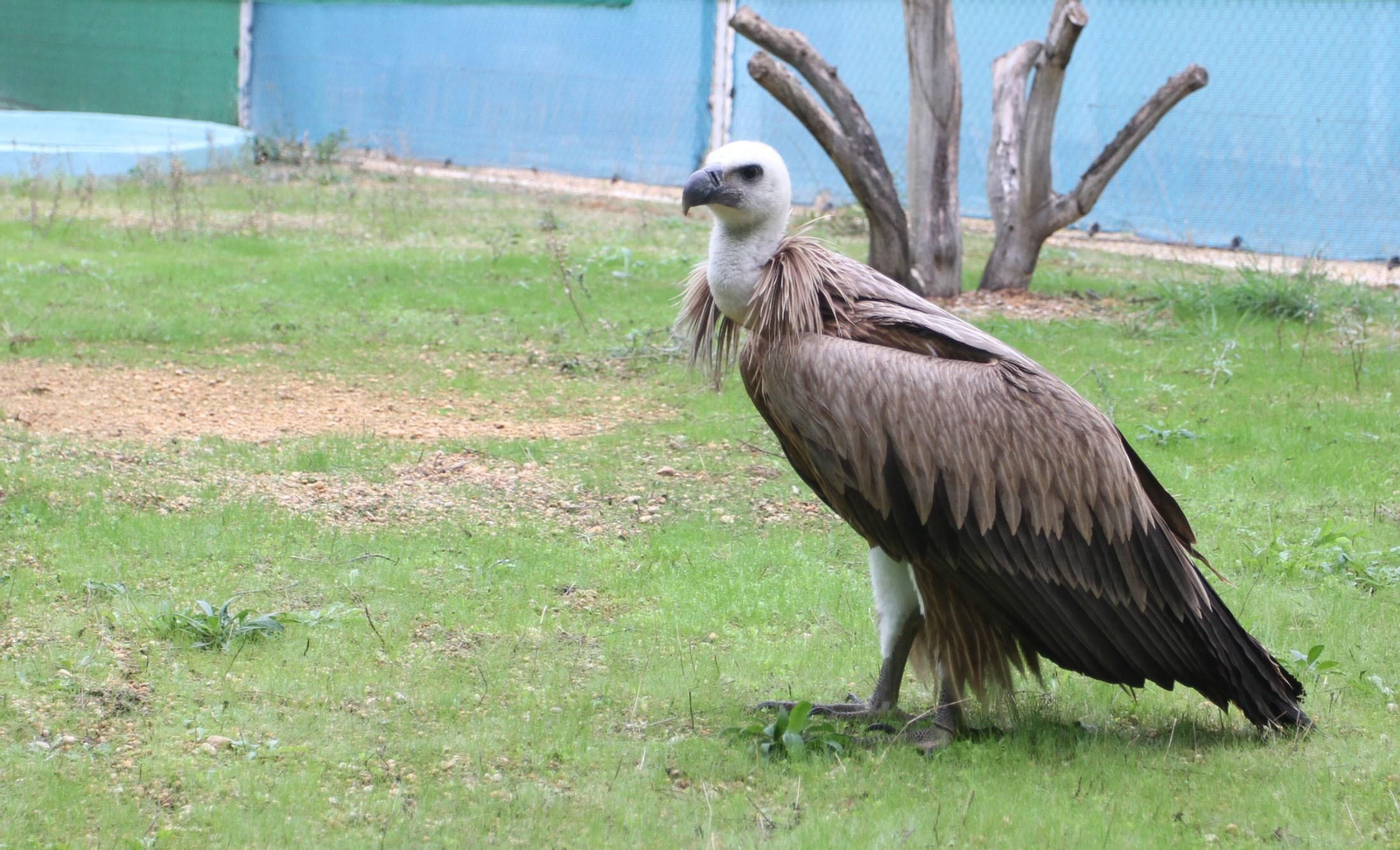Centro de especies protegidas CREA-CEGMA