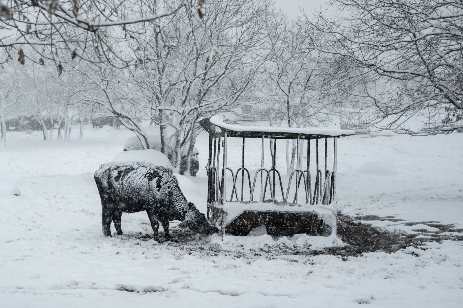 La nieve tiñe de blanco en norte de España