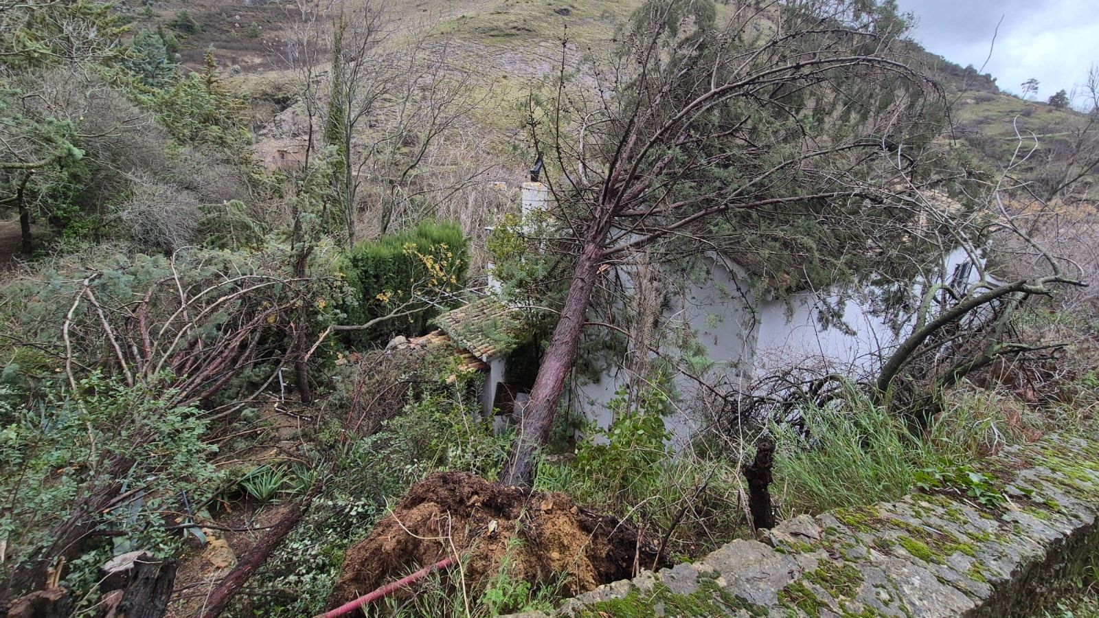 Arboles caídos en huertas de Cazorla