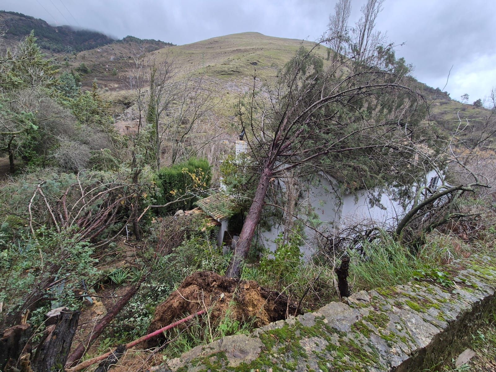 Arboles caídos en huertas de Cazorla