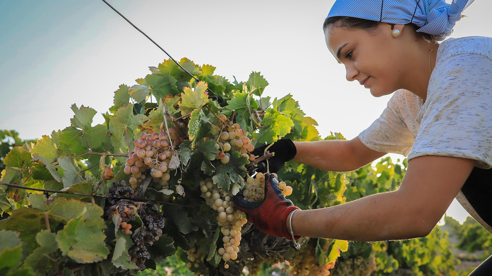 Imágenes de la vendimia de Bodega Estévez