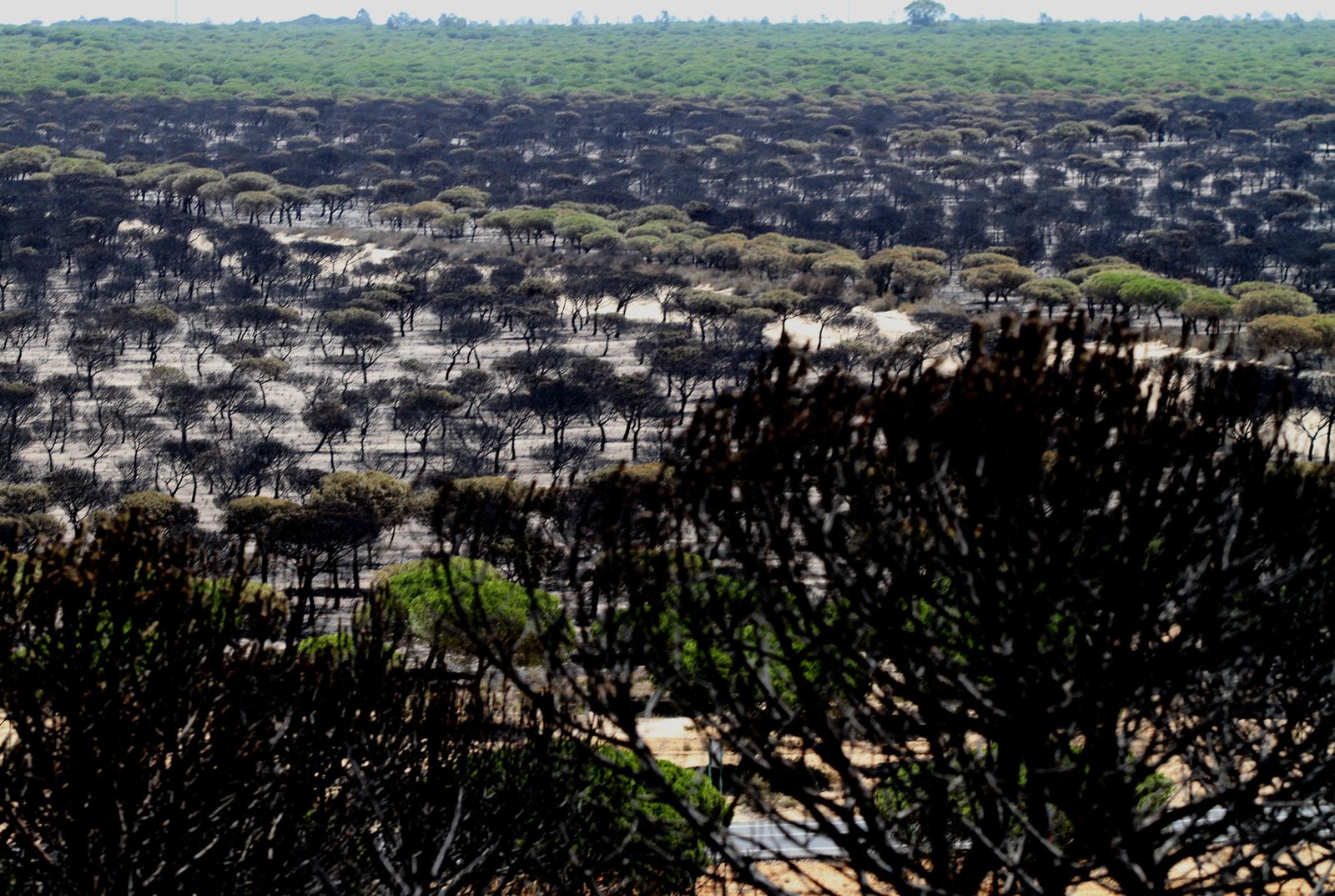 Imágenes de las consecuencias del incendio de Moguer
