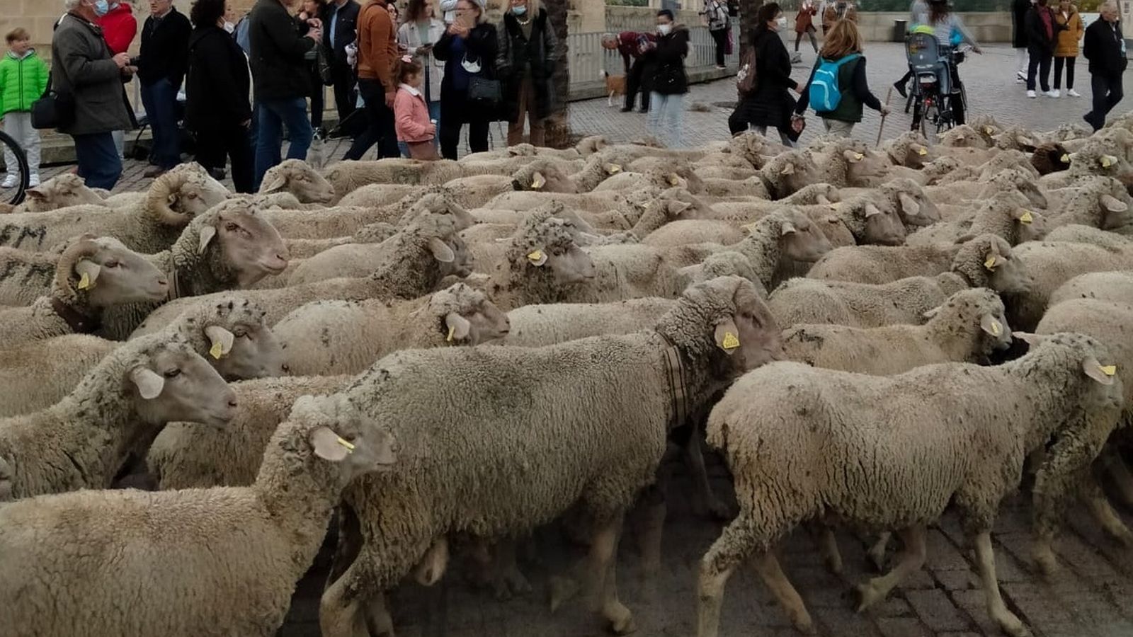 Las ovejas a su paso por Córdoba.