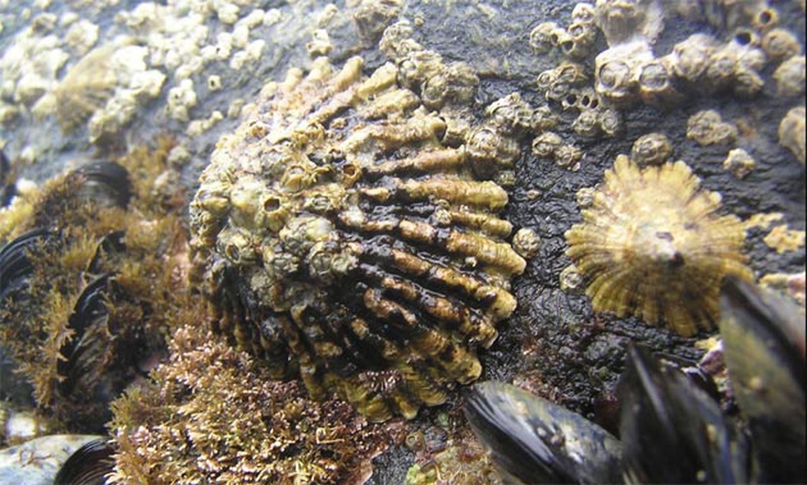 La lapa gigante es una especie en peligro de extinción.