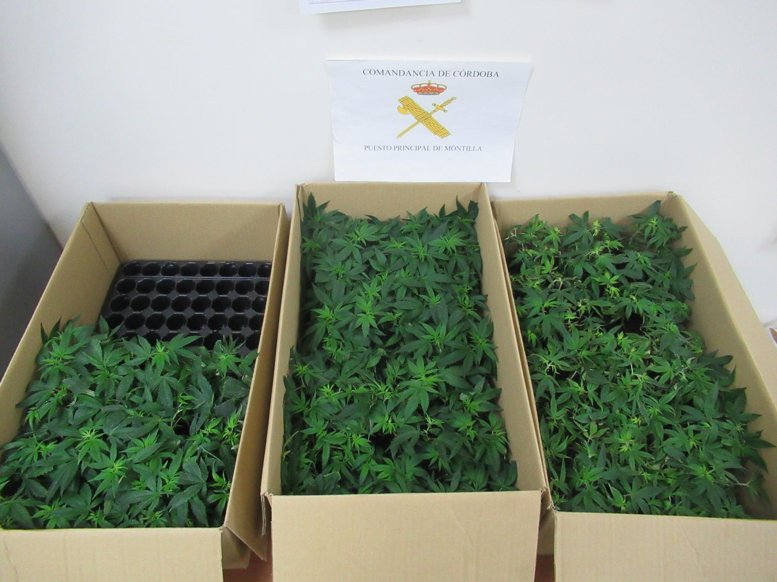 Plantas de marihuana intervenidas cuando eran transportadas en coche por Montilla.